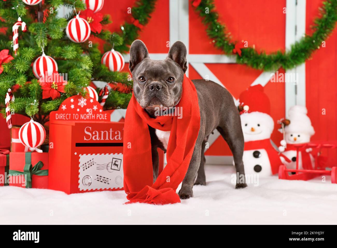 Chien Bulldog français noir portant une écharpe d'hiver rouge à côté de la décoration de Noël festive Banque D'Images
