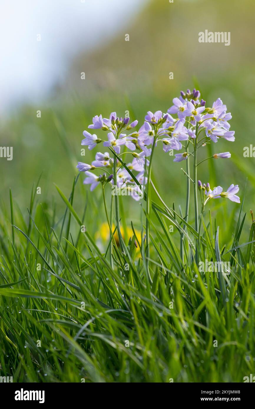 Wiesen-Schaumkraut, Wiesenschaumkraut, Schaumkraut, Cardamine pratensis, Cuckoo Flower, Madame Smock, Cardamine des prés Banque D'Images