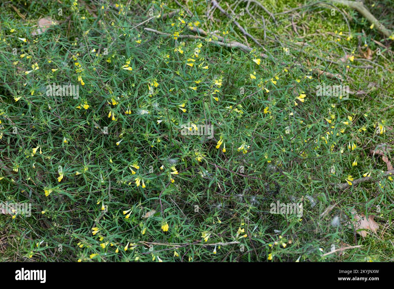 Wiesen-Wachtelweizen, Wiesenwachtelweizen, Melampyrum pratense, blé tendre de vache, le Mélampyre des prés, Millet des bois, Cochelet, Sarriette jaune Banque D'Images