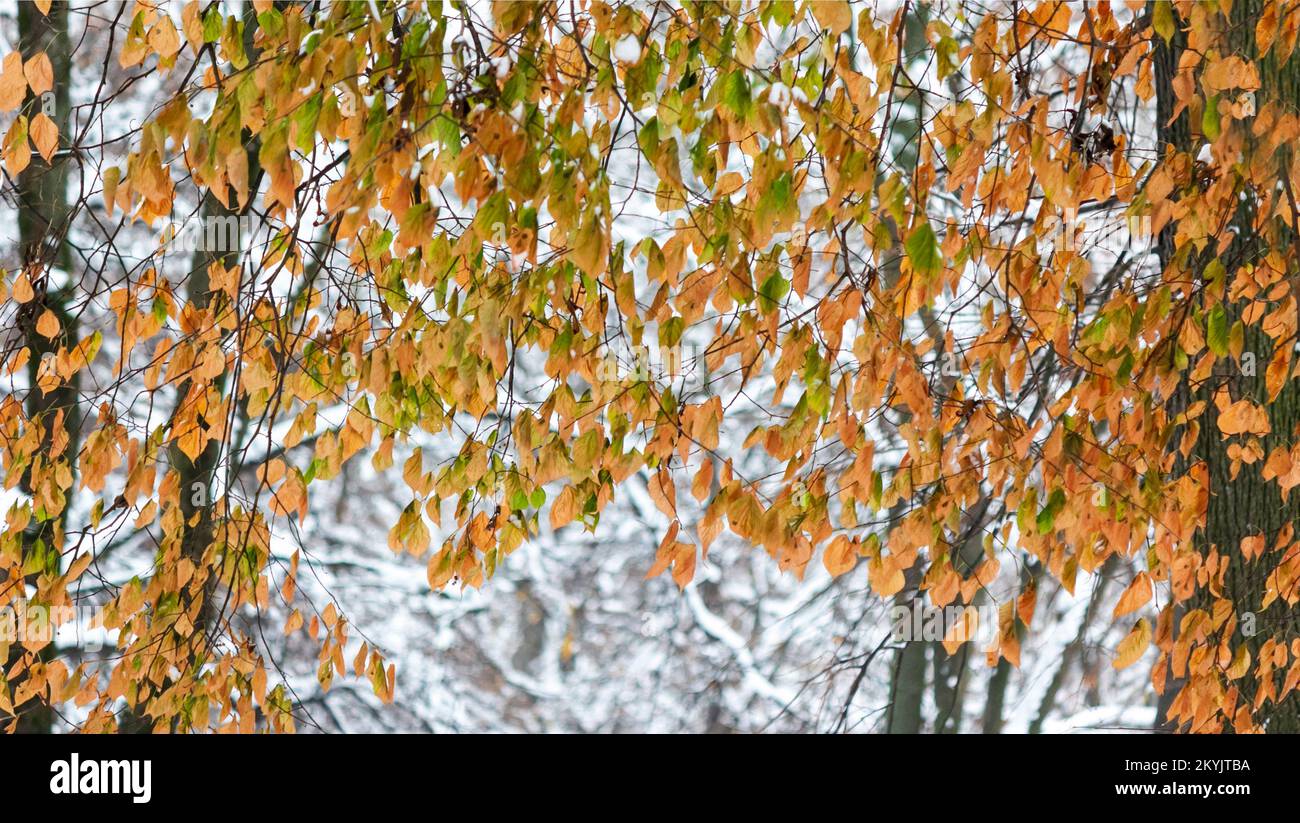 Feuilles de bouleau jaune et vert recouvertes de neige.rideaux de feuillage dans la neige. Hiver ou fin d'automne, belle nature. Environnement naturel saisonnier Banque D'Images