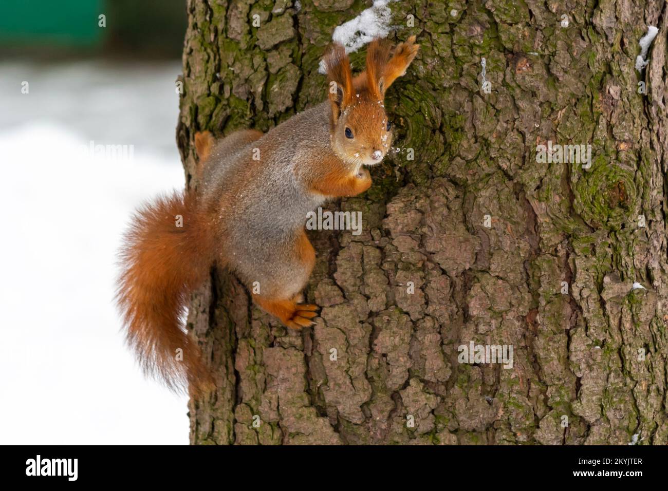 Écureuil sur le tronc d'arbre dans le parc d'hiver Banque D'Images