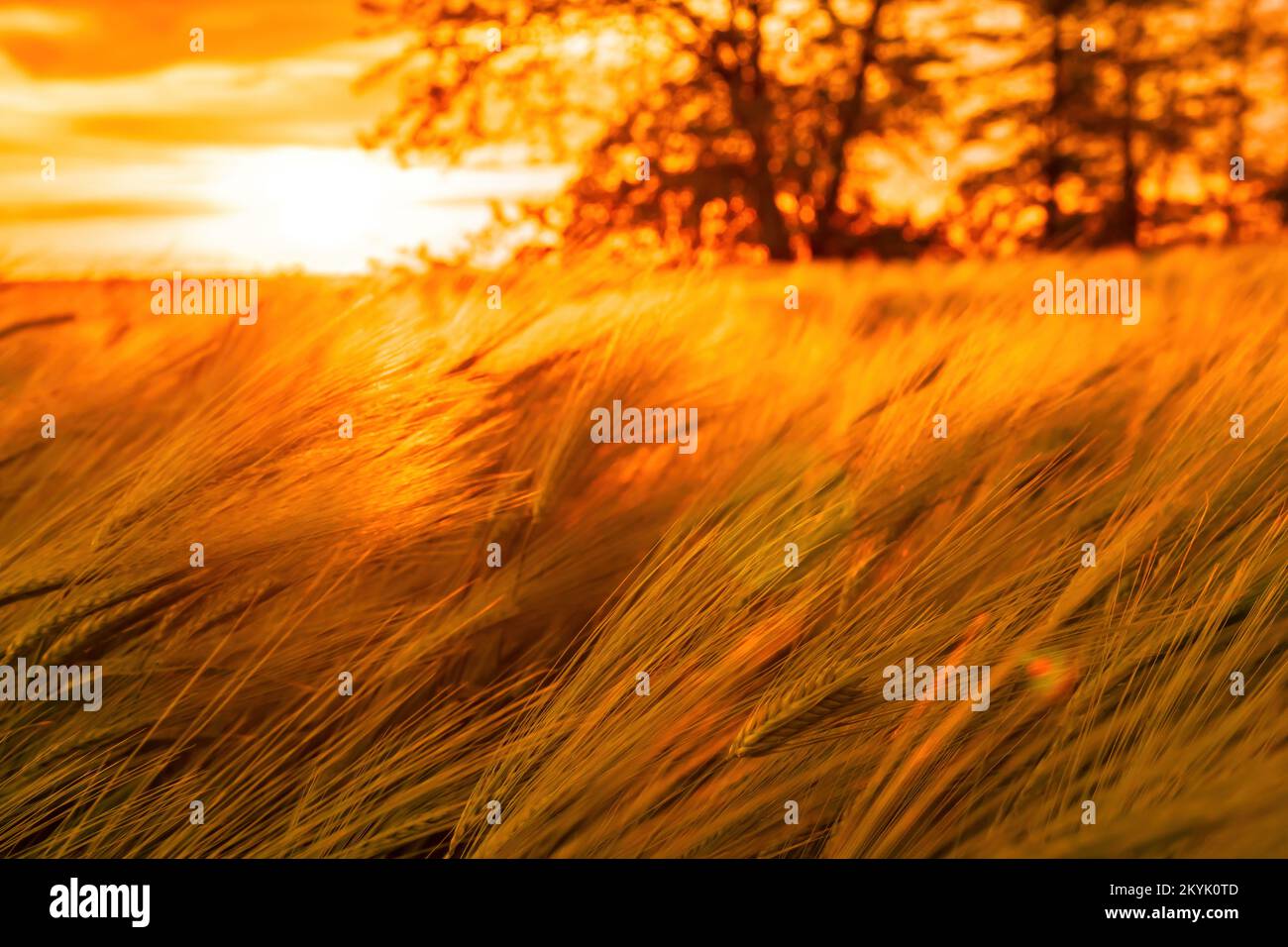 Abstrait défoqué champ de blé vert en campagne. Champ de blé soufflant dans le vent au coucher du soleil. Petites et vertes. Épis d'orge récolte Banque D'Images