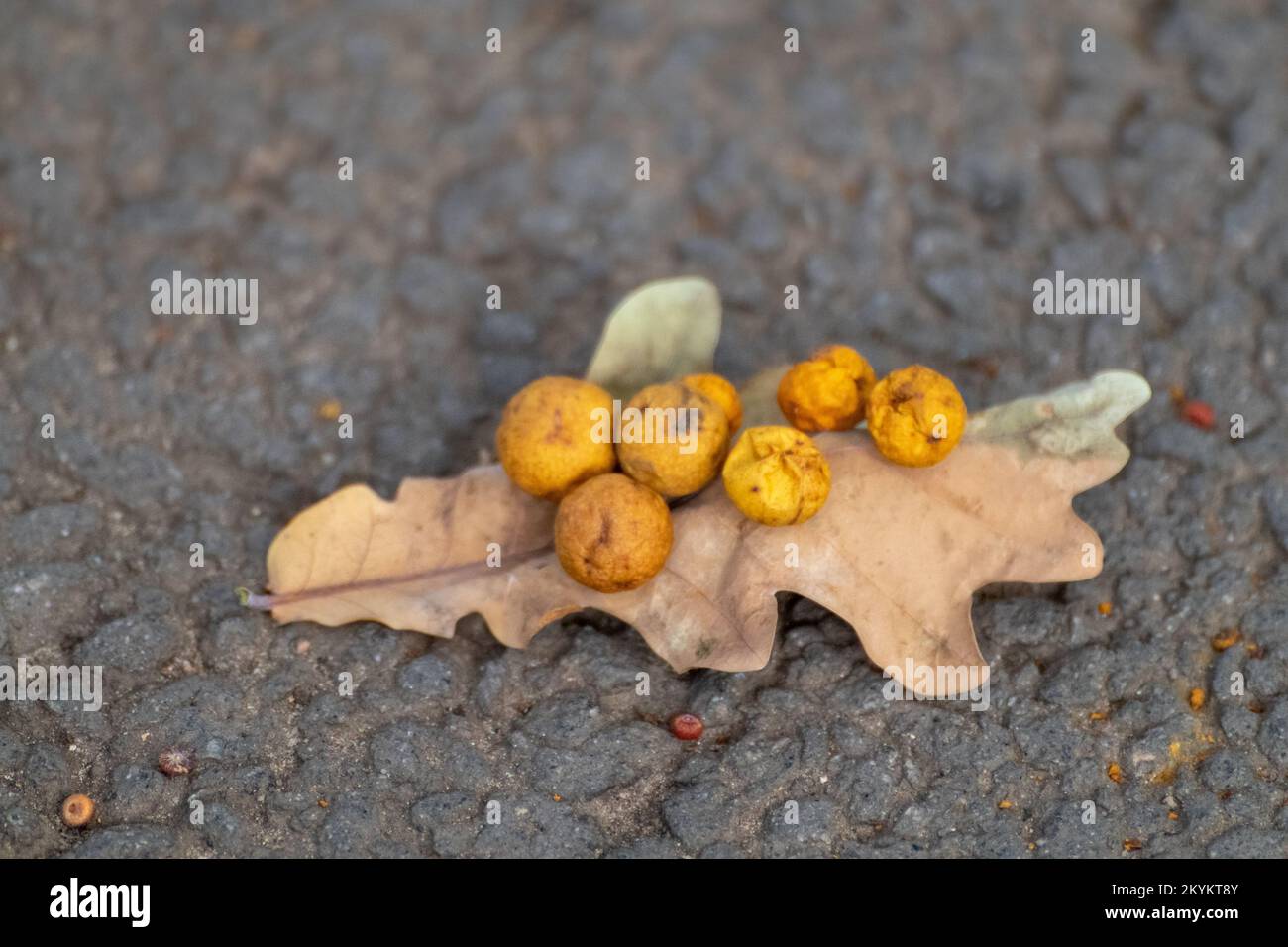 Feuille d'automne avec galls de chêne ou pommes de chêne macro sur asphalte. Cynips quercusfolii boulettes sur feuille de chêne Banque D'Images