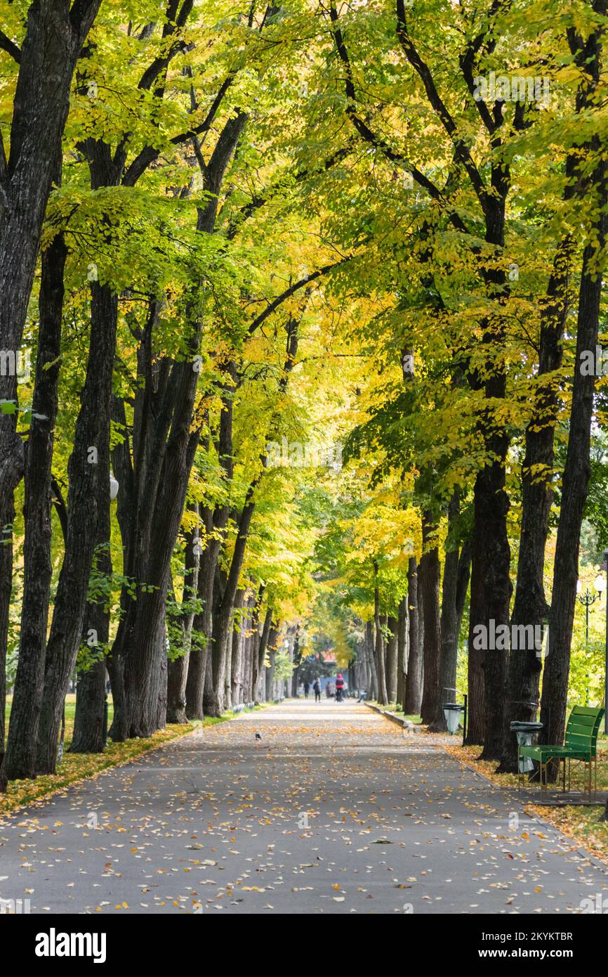 Arbres jaunes et verts dans la ruelle du parc en automne. Espace de loisirs par beau temps Banque D'Images