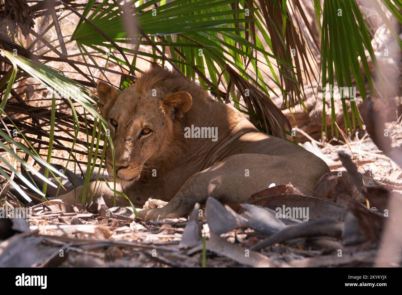 Un lion dort à l'ombre dans la chaleur de midi dans le parc national de Nyerere Banque D'Images