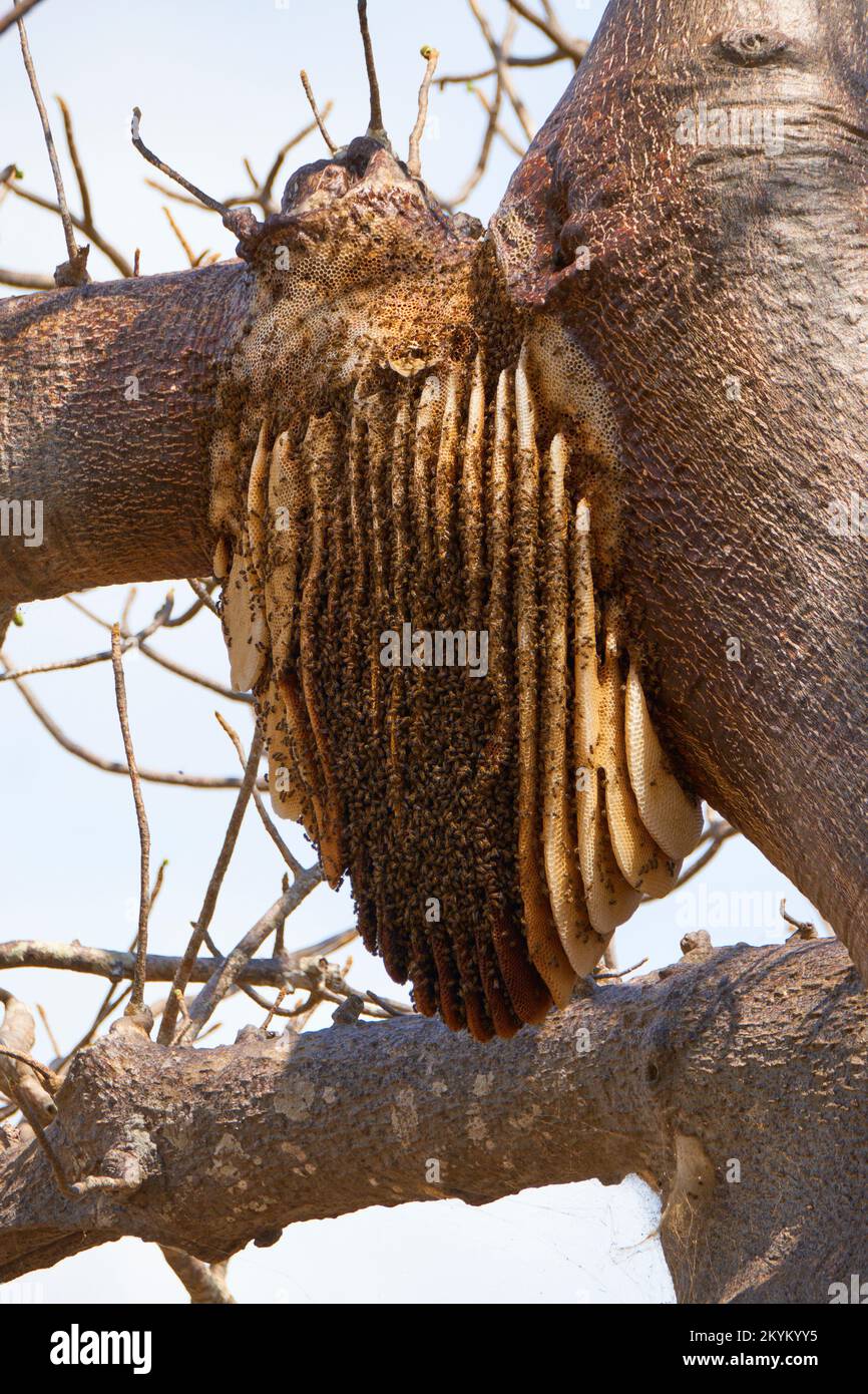 Un nid d'abeille africaine avec de nombreuses couches de nid d'abeille est suspendu d'un arbre dans le parc national de Nyerere Banque D'Images