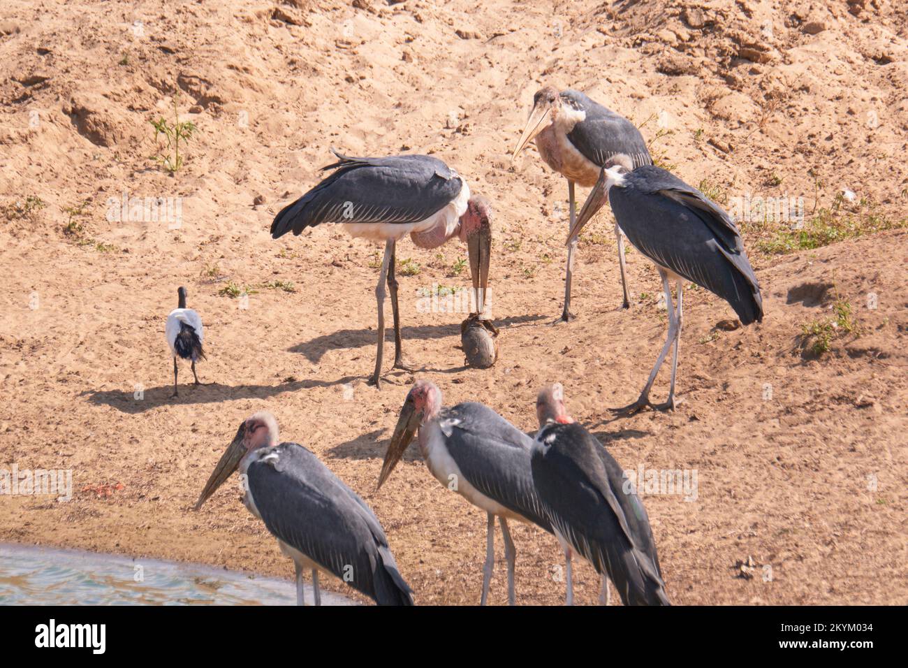 La cigogne de Marabou concourra sur un poisson-chat mort dans un trou d'eau dans le parc national de Nyerere Banque D'Images