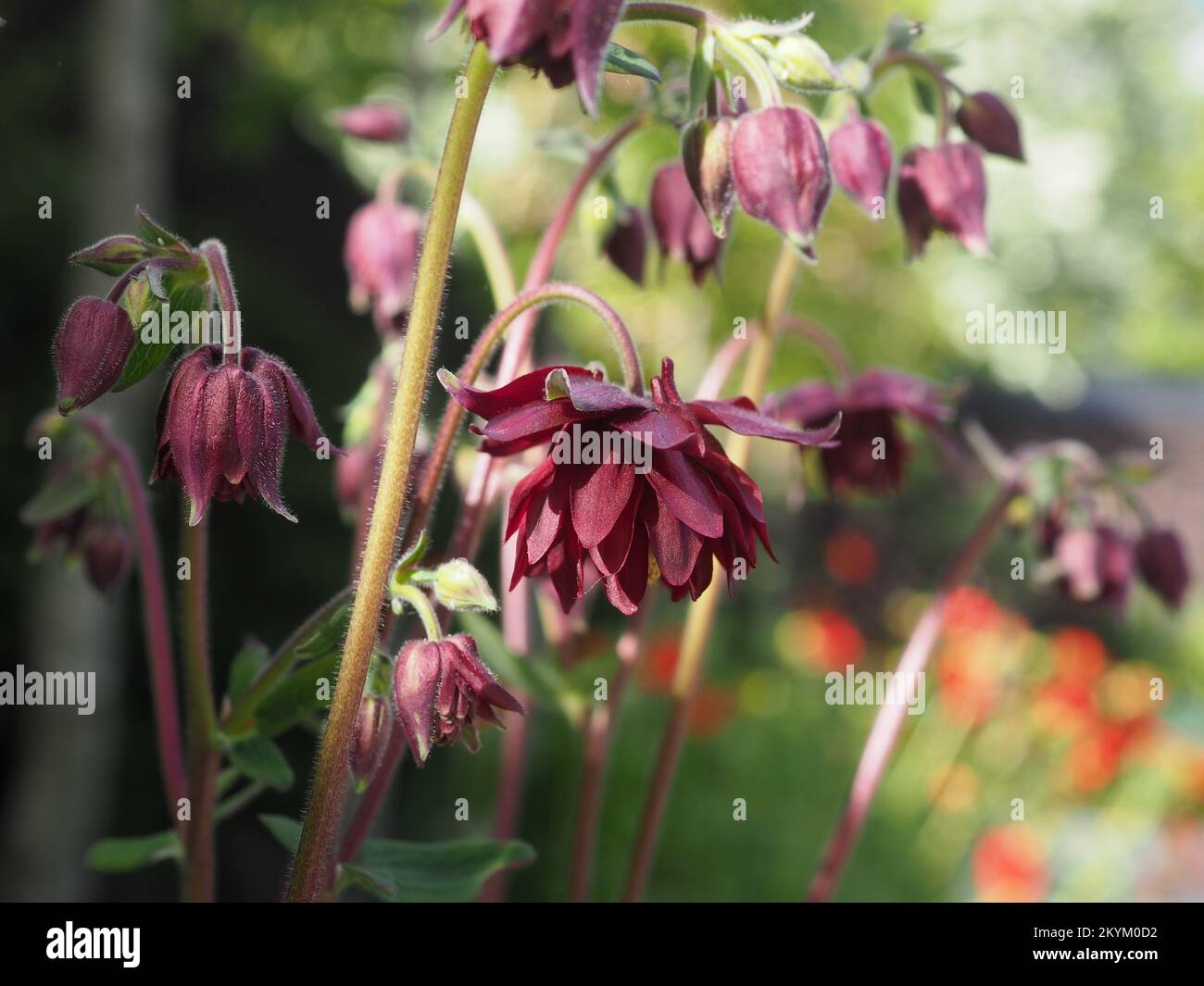 Gros plan sur Aquilegia vulgaris var. Le « Ruby Port » de Stellata fleurit au soleil Banque D'Images