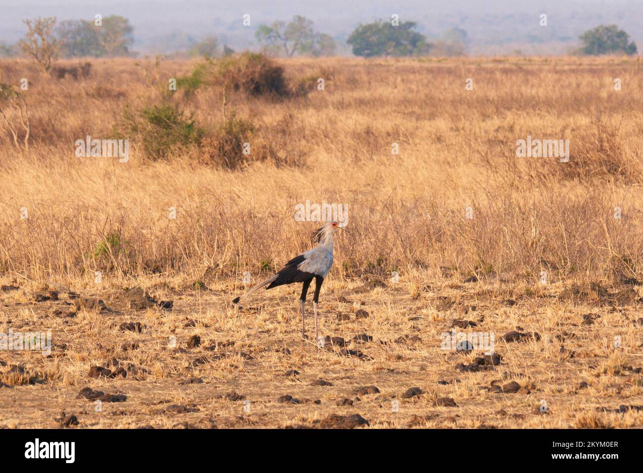 Un oiseau de secrétaire, porte une brindille dans son bec sur la plaine du parc national de Mikumi Banque D'Images