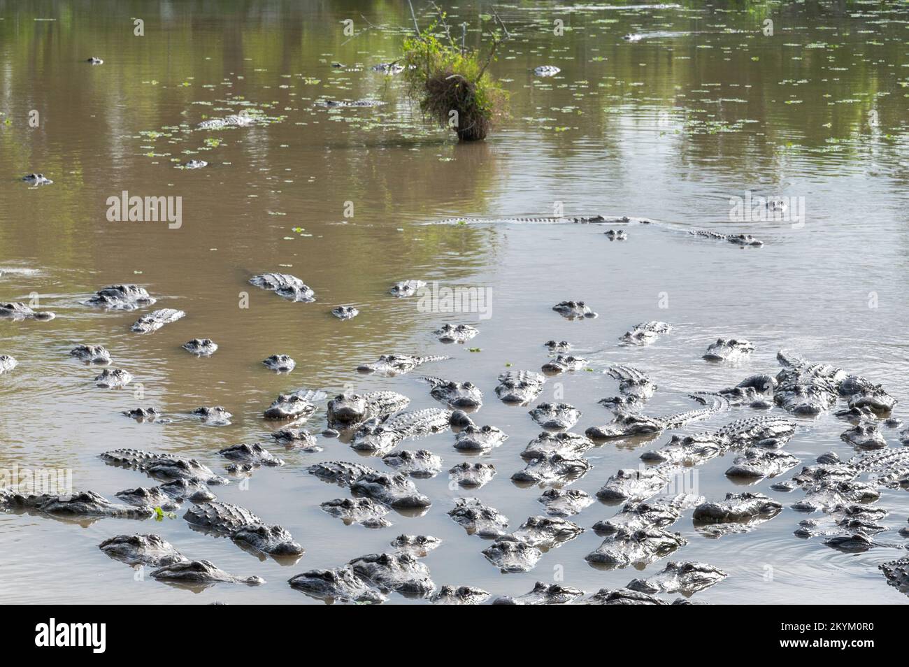 Le parc national des Everglades Banque D'Images