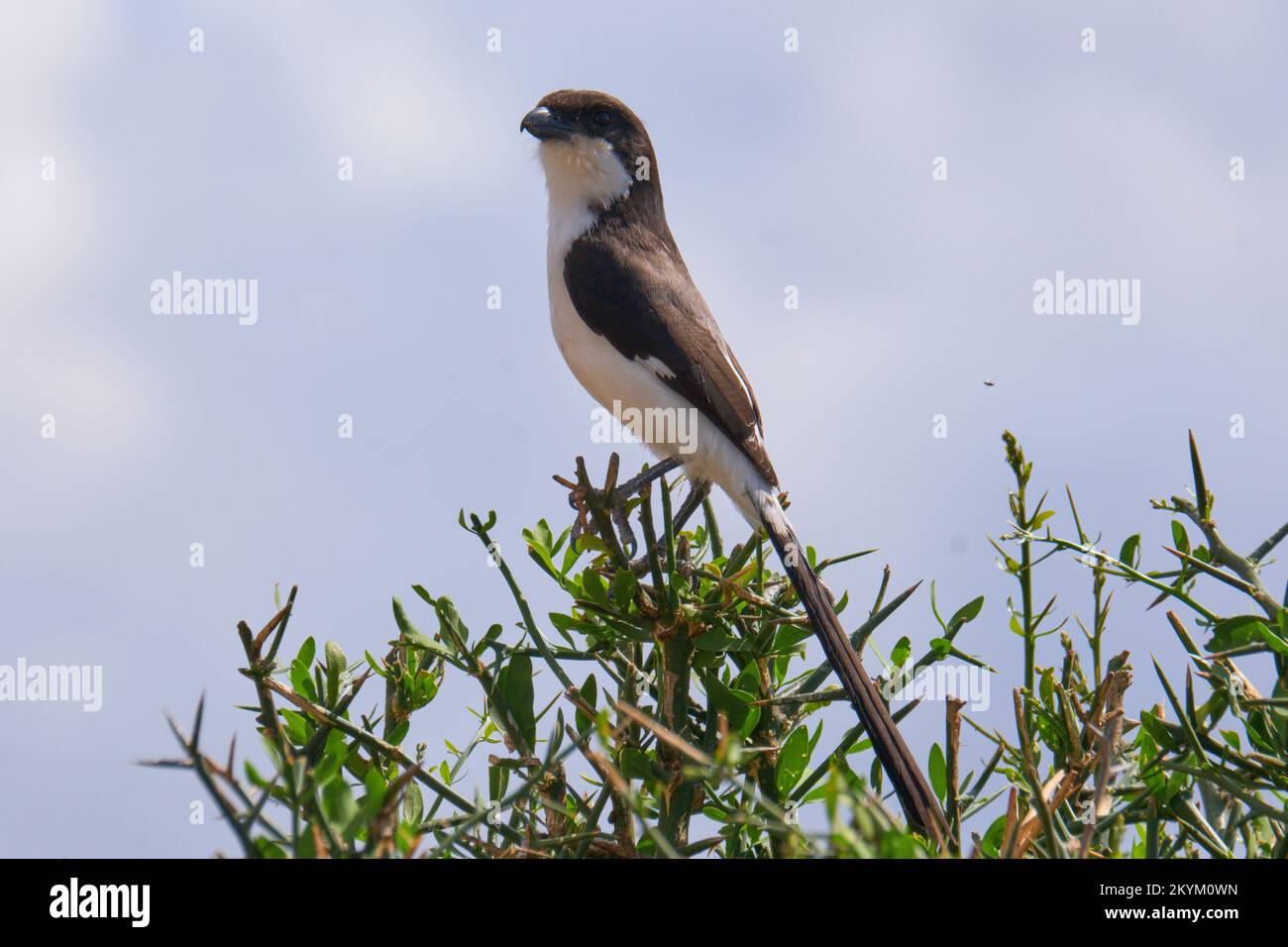 Shrike fiscal à queue longue dans le parc national de Mikumi Banque D'Images