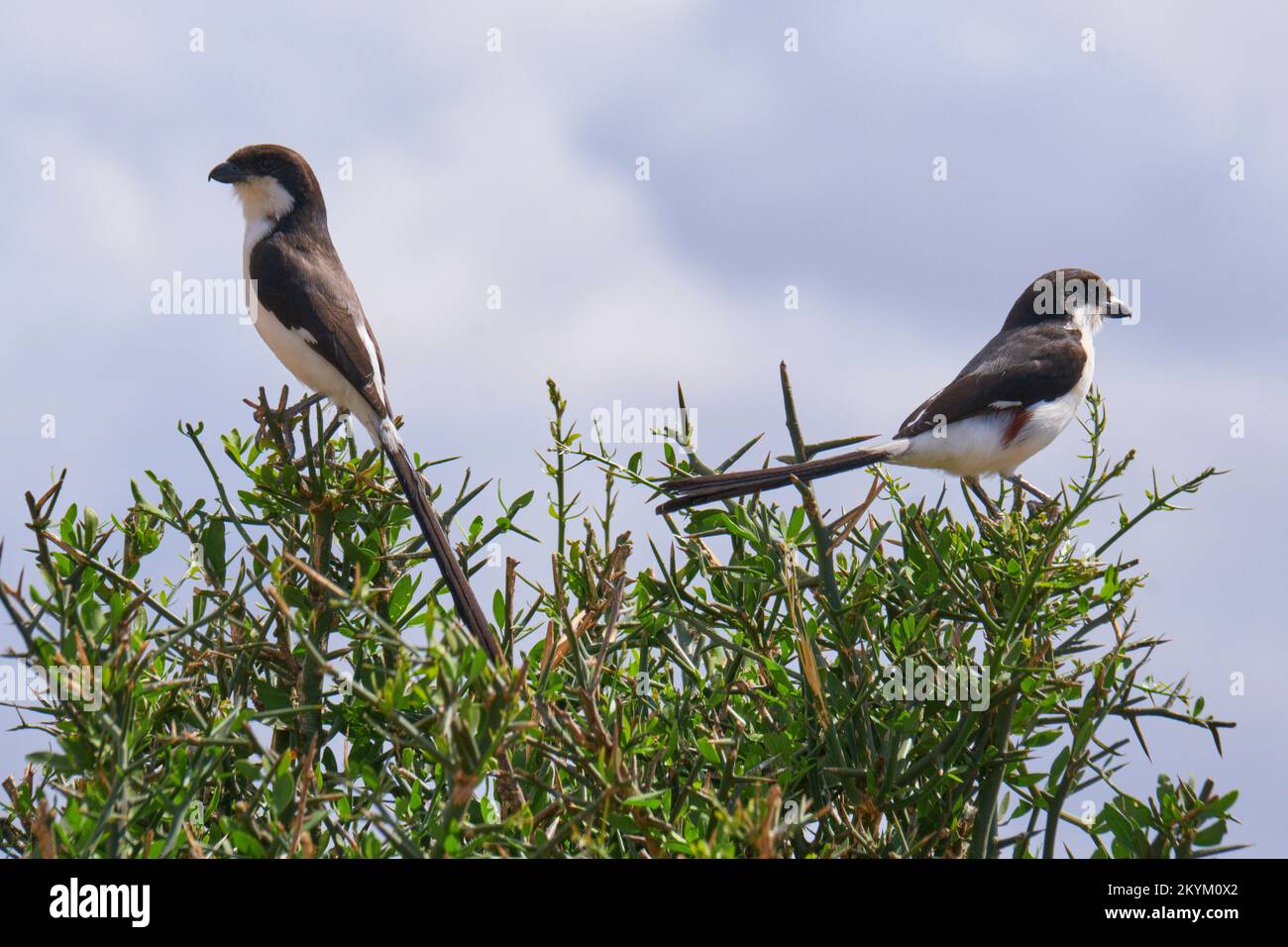 Une paire de shrikes fiscaux à queue longue dans le parc national de Mikumi Banque D'Images