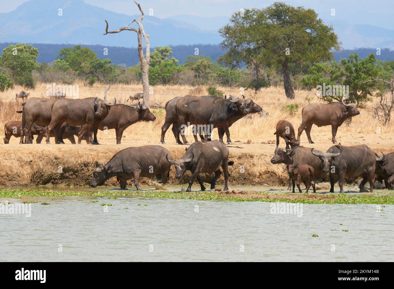 Buffalo et Wildebeest font leur chemin vers un point d'eau pour boire dans la chaleur de midi du parc national Mikumi en saison sèche Banque D'Images