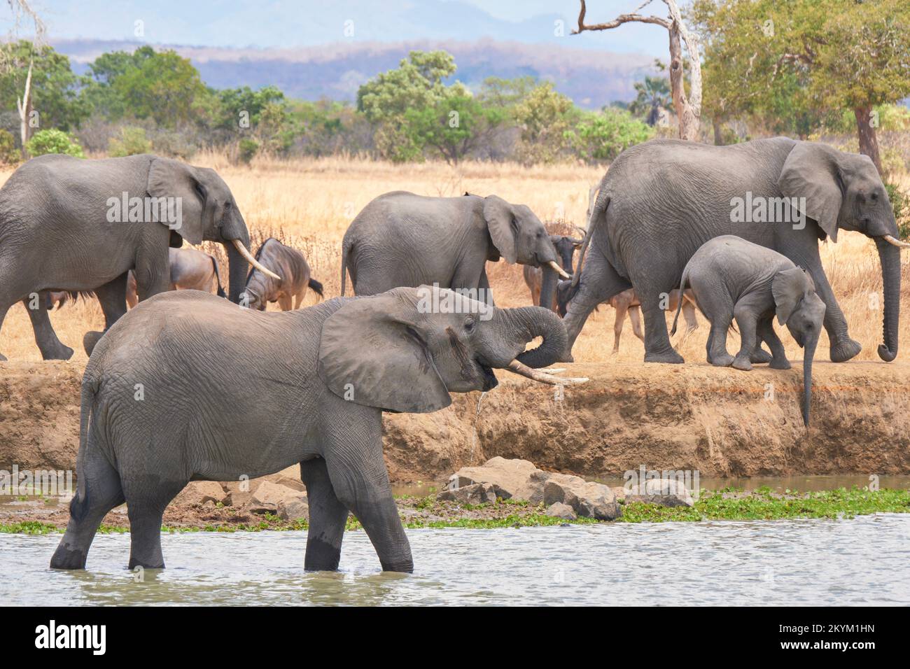 Une famille d'éléphants de Bush africains s'arrête dans un trou d'eau pour boire dans la chaleur de midi du parc national de Mikumi en saison sèche Banque D'Images