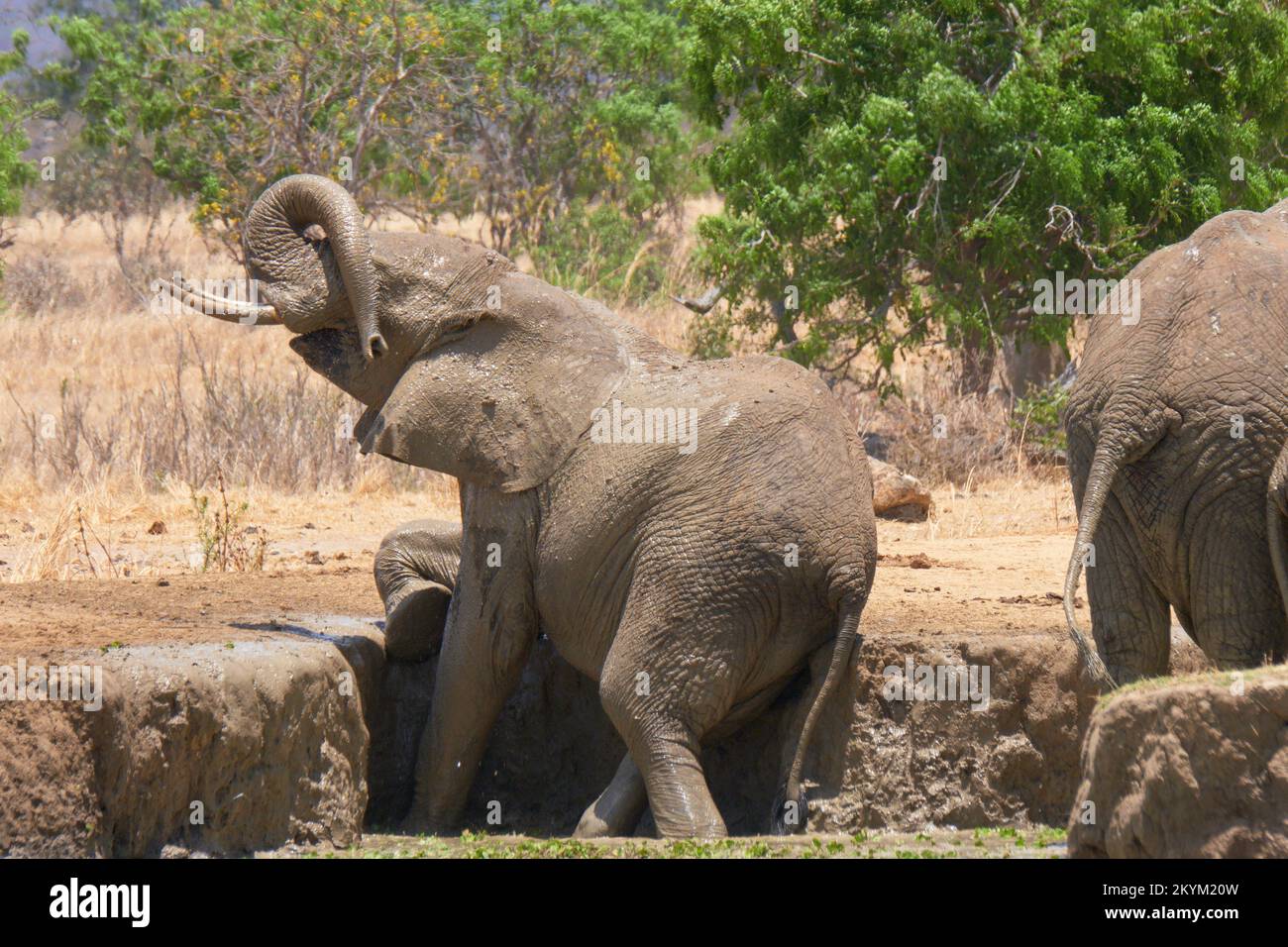 Un éléphant de Bush africain se frotte et se griffe sur une rive de boue d'un trou d'eau dans la chaleur de midi du parc national de Mikumi en saison sèche Banque D'Images