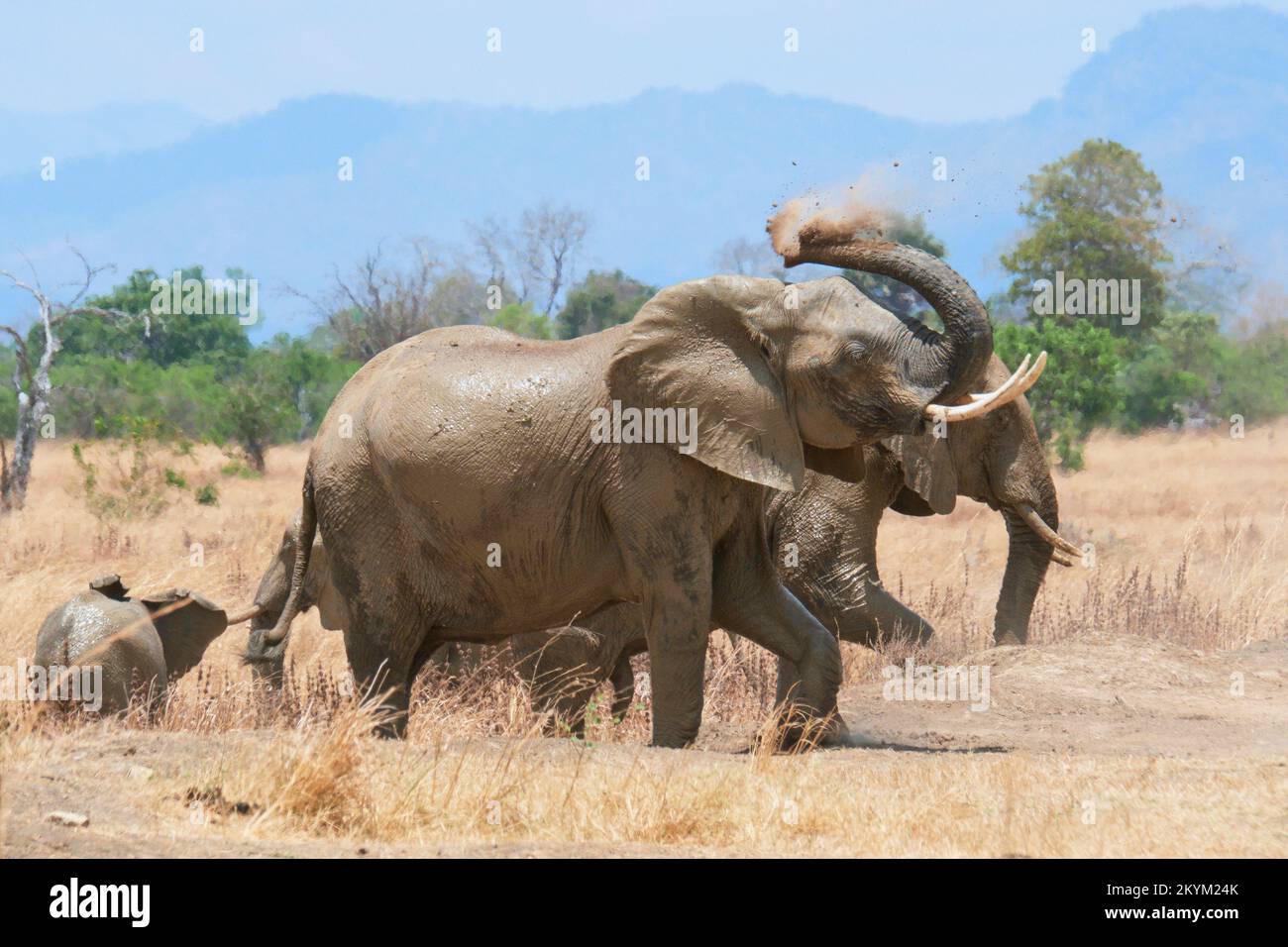Un éléphant de Bush africain se couvre dans la poussière après avoir été baigné dans un trou d'eau dans la chaleur de midi du parc national de Mikumi en saison sèche Banque D'Images