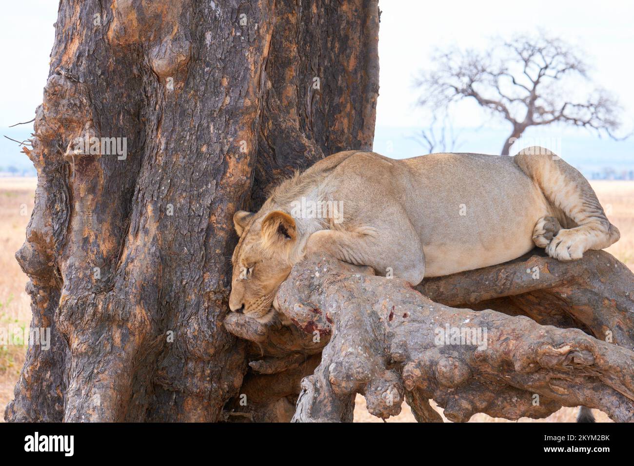 Un lion dort à l'ombre d'un arbre pour échapper au soleil de midi dans le parc national de Mikumi Banque D'Images