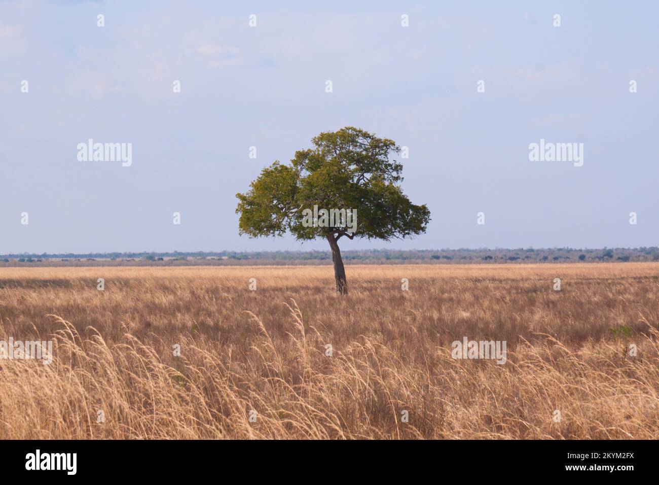Un arbre se tient seul dans la plaine herbacée sèche dans la chaleur de midi du parc national Mikumi en saison sèche Banque D'Images