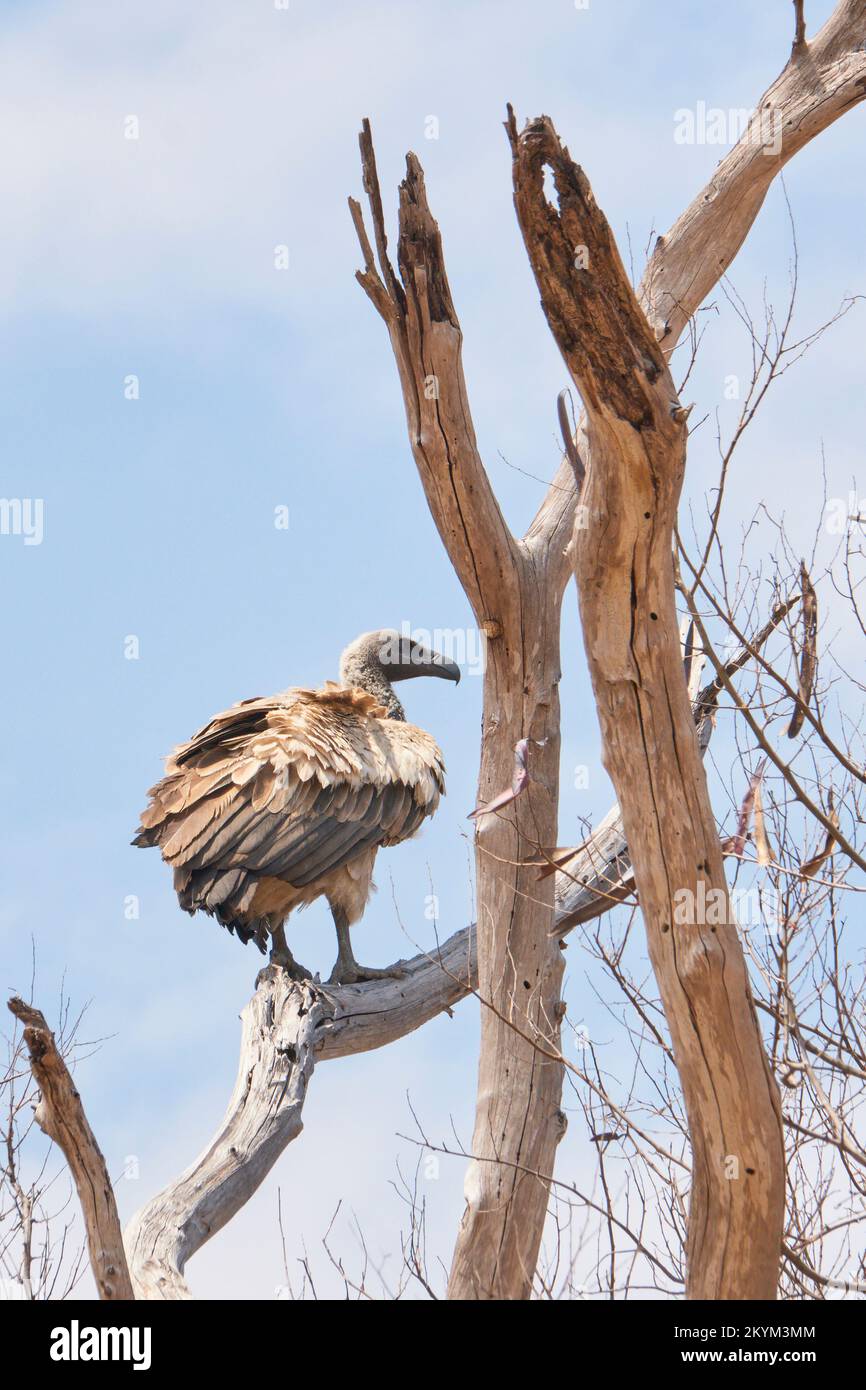 Une Vulture montre d'un perchoir dans un arbre d'eau dans le parc national de Ruaha en saison sèche Banque D'Images