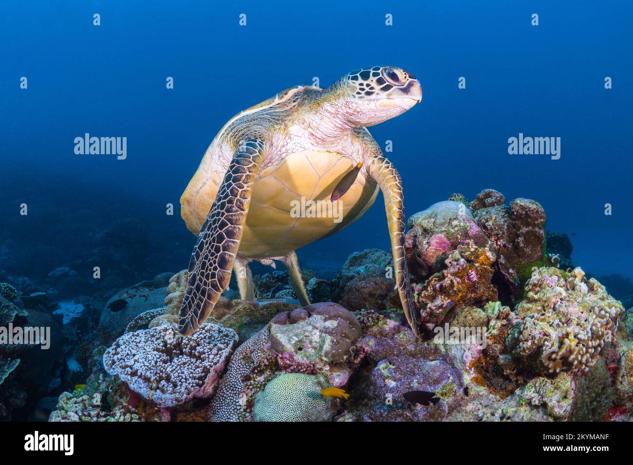 Tortue verte nageant au-dessus du récif de corail dans le parc national de Komodo Banque D'Images