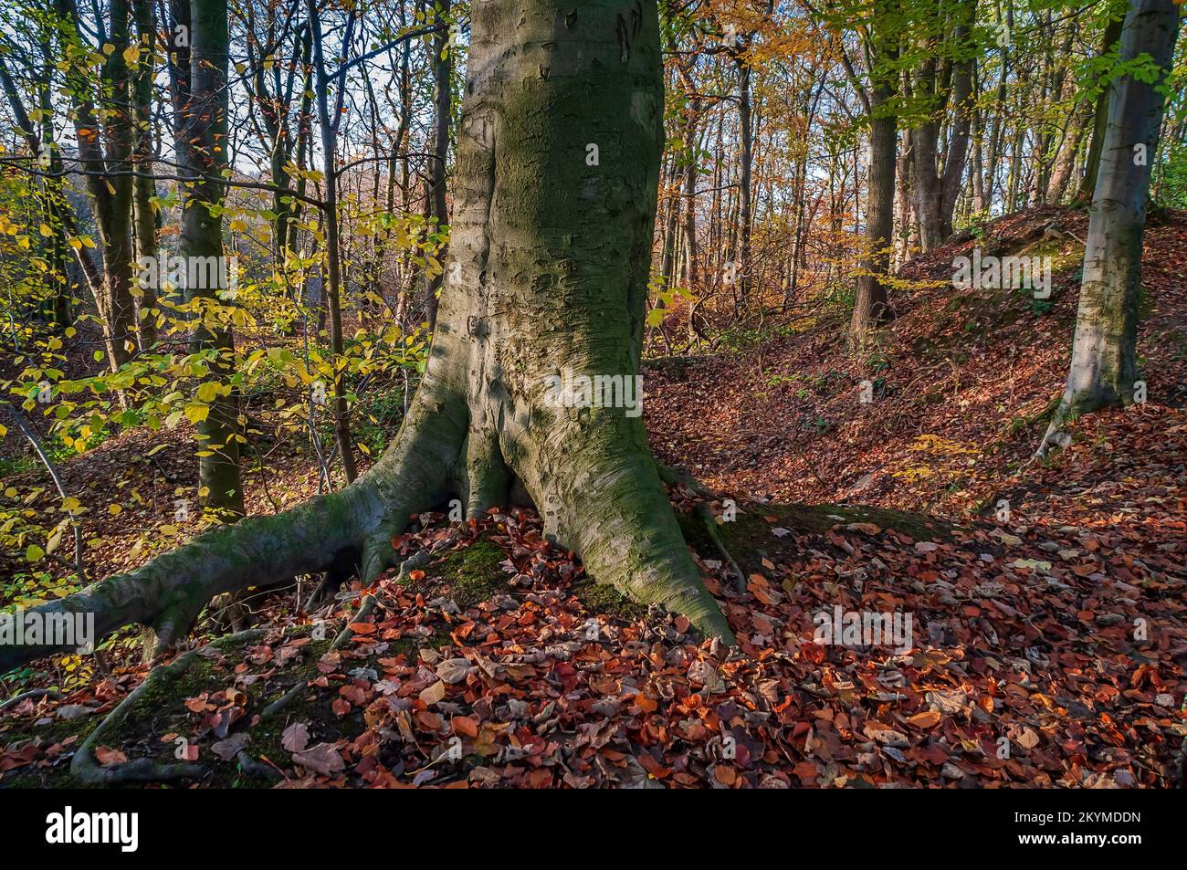 Soleil d'automne éclatant sur un grand tronc d'arbre au milieu d'arbres colorés sur la pente abrupte de Bolehill dans Cobnar Wood, une partie du parc de graves, Sheffield. Banque D'Images