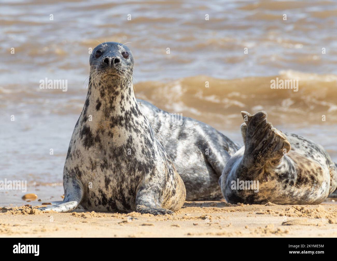 Phoques gris sur la plage de Norfolk Banque D'Images