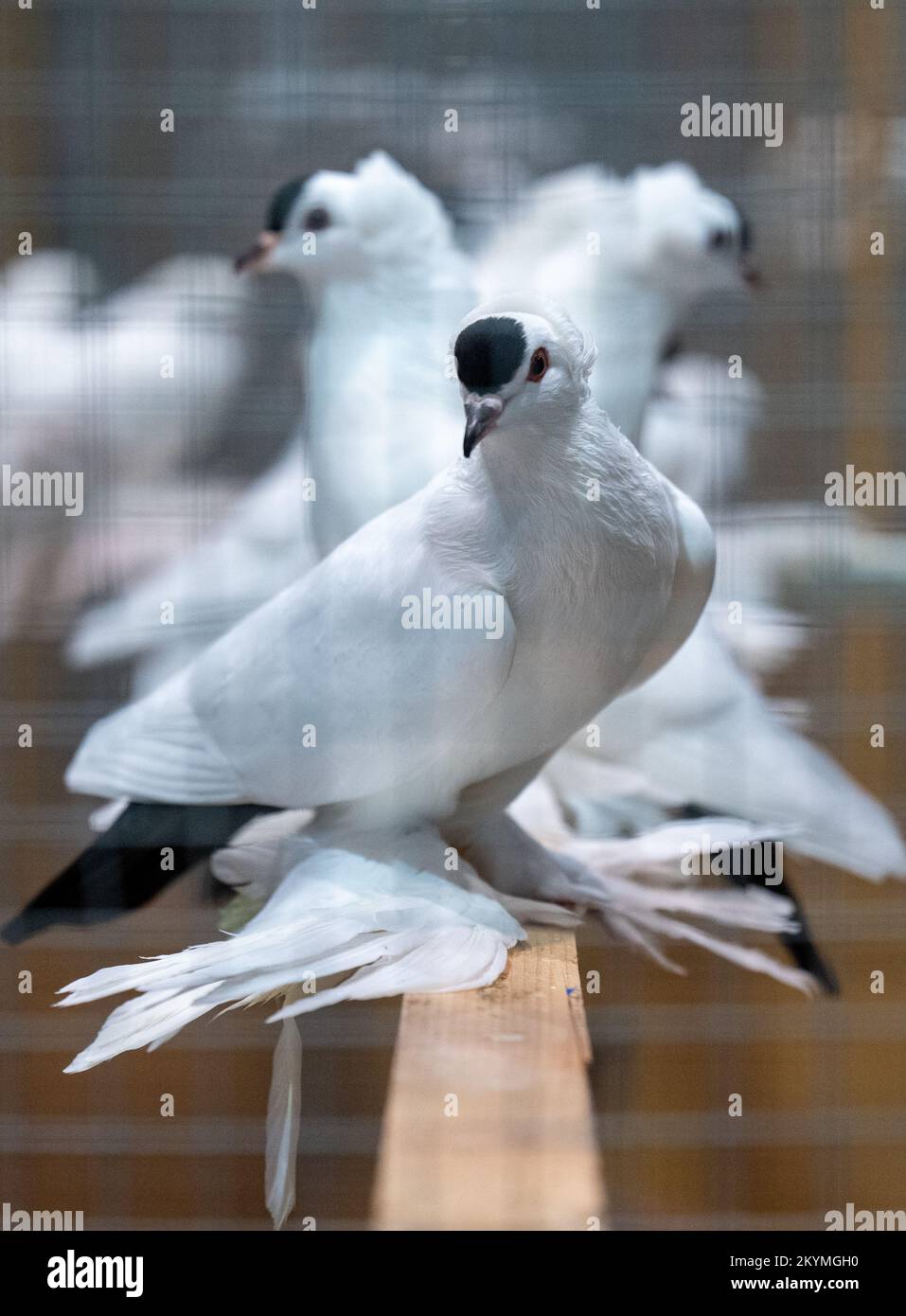 01 décembre 2022, Saxe, Leipzig: Les pigeons de la race Saxon Schnippen à capot rond s'assoient dans une volière au salon de la volaille 126th des éleveurs de Lipsia. Le spectacle présente environ 14 000 pigeons et 4050 lapins de race du 02 au 04 décembre 2022, sur le terrain de la Neue Messe. Cependant, après une éclosion d'influenza aviaire avec 26 cas dans le Mecklembourg-Poméranie occidentale, l'exposition de toutes les volailles, à l'exception des pigeons, à la Lipsia a été officiellement interdite. Photo: Hendrik Schmidt/dpa Banque D'Images