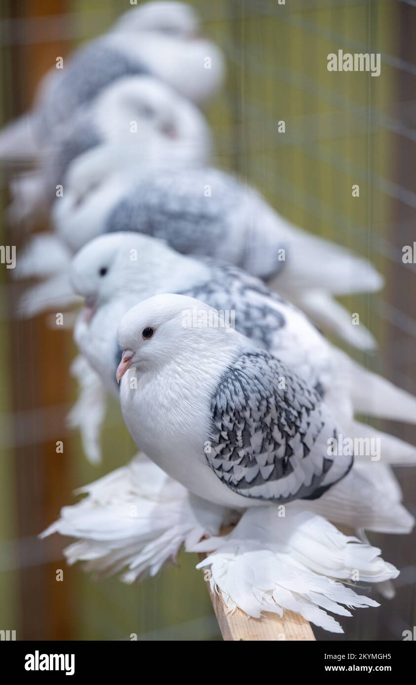 01 décembre 2022, Saxe, Leipzig: Les pigeons de bouclier saxons, à l'échelle bleue et blanche, s'assoient dans une volière au salon de la volaille de la race Lipsia 126th. Le spectacle présente environ 14 000 pigeons et 4050 lapins de race du 02 au 04 décembre 2022, sur le terrain de la Neue Messe. Cependant, après une éclosion d'influenza aviaire avec 26 cas dans le Mecklembourg-Poméranie occidentale, l'exposition de toutes les volailles, à l'exception des pigeons, à la Lipsia a été officiellement interdite. Photo: Hendrik Schmidt/dpa Banque D'Images