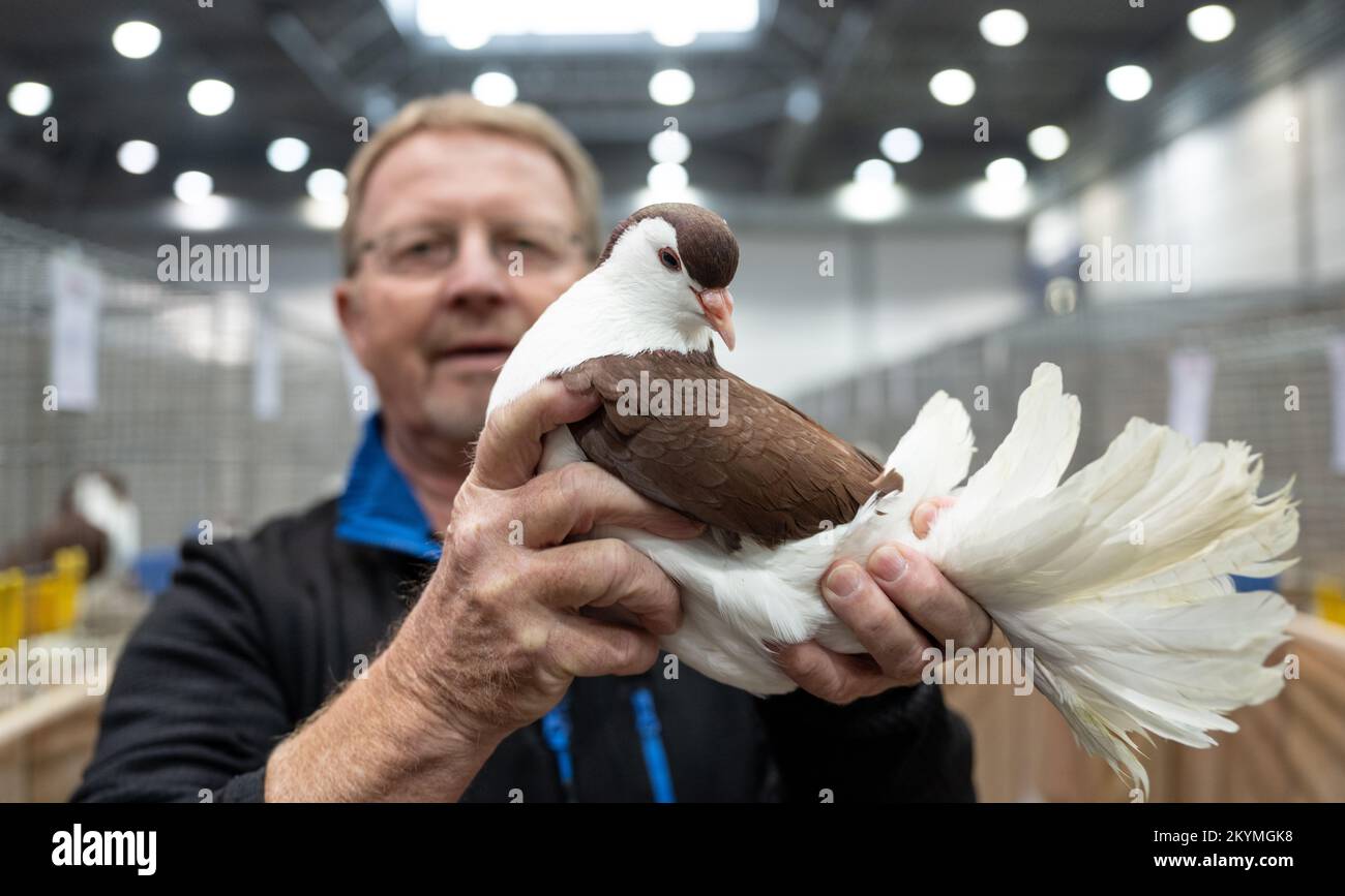 01 décembre 2022, Saxe, Leipzig: Jürgen Winkler présente un pigeon de la race Lahore, rouge, au salon de la volaille de la race Lipsia 126th. Le spectacle présentera environ 14 000 pigeons et 4050 lapins de race du 02 au 04 décembre 2022, sur le terrain de la Neue Messe. Toutefois, après une éclosion d'influenza aviaire avec 26 cas dans le Mecklembourg-Poméranie occidentale, l'exposition de toutes les volailles, à l'exception des pigeons, à Lipsia a été officiellement interdite. Photo: Hendrik Schmidt/dpa Banque D'Images