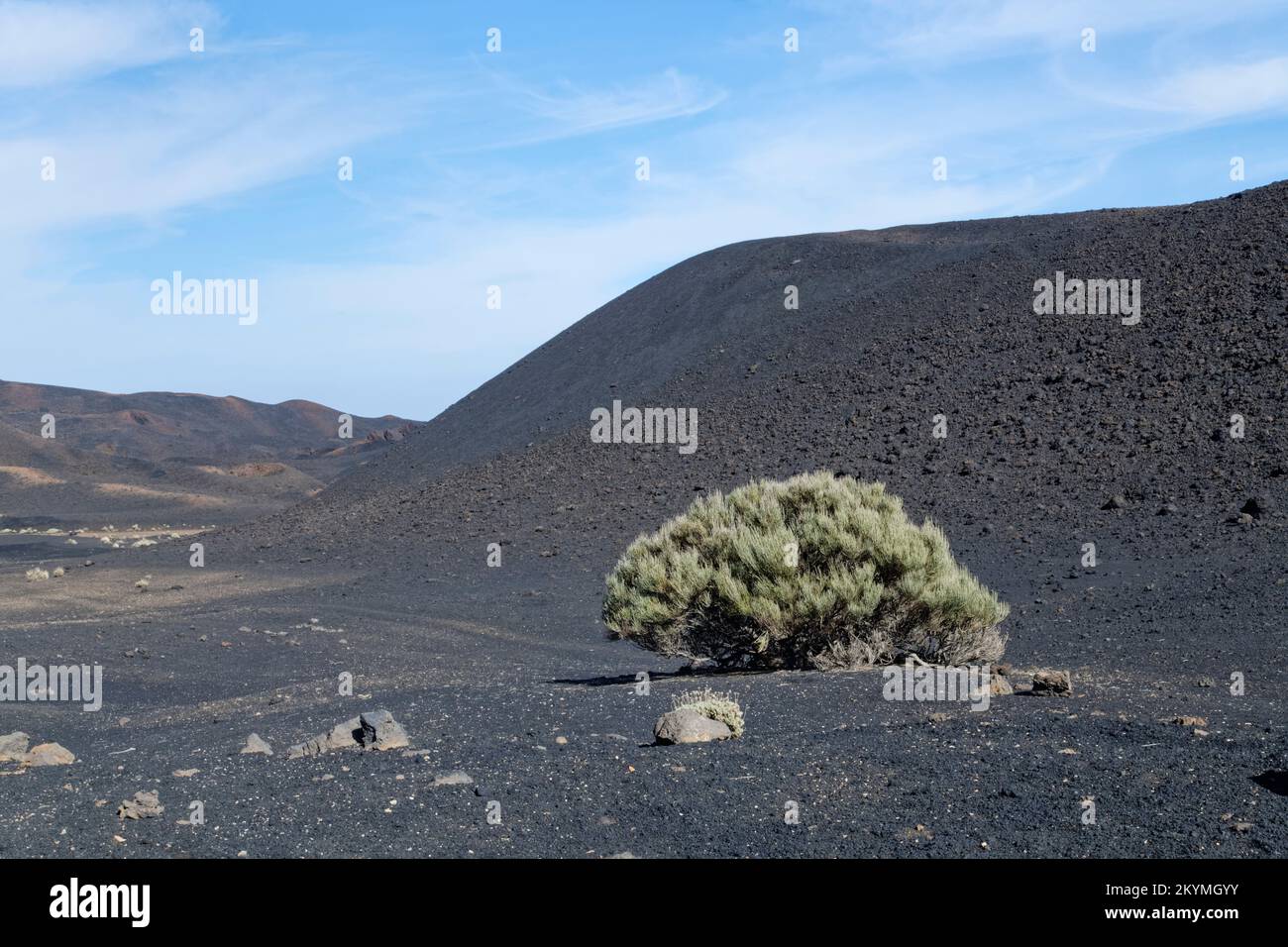 Cônes de cendres noires, créés par une éruption du volcan Fasnia en 1705 avec un brousse à balai blanc (Spartocystus supranationubius), Tenerife, Îles Canaries. Banque D'Images