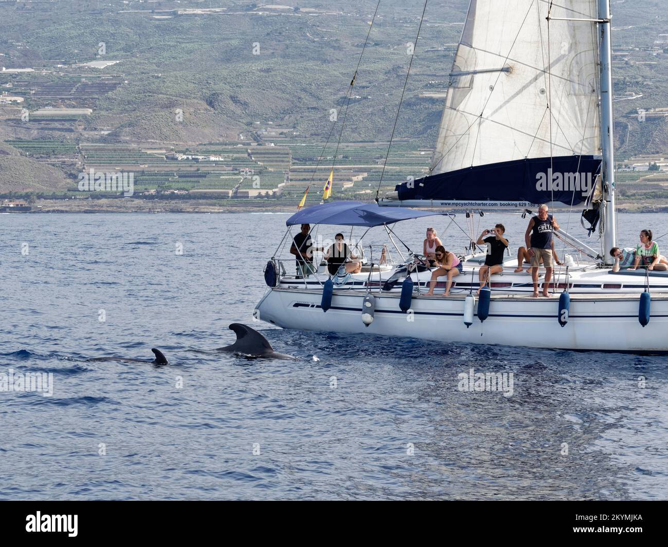 Baleine pilote à petites fleurs (Globicephala macrorhynchus) mère et veau faisant face aux touristes lors d'un voyage d'observation des baleines, Tenerife, Îles Canaries, octobre Banque D'Images