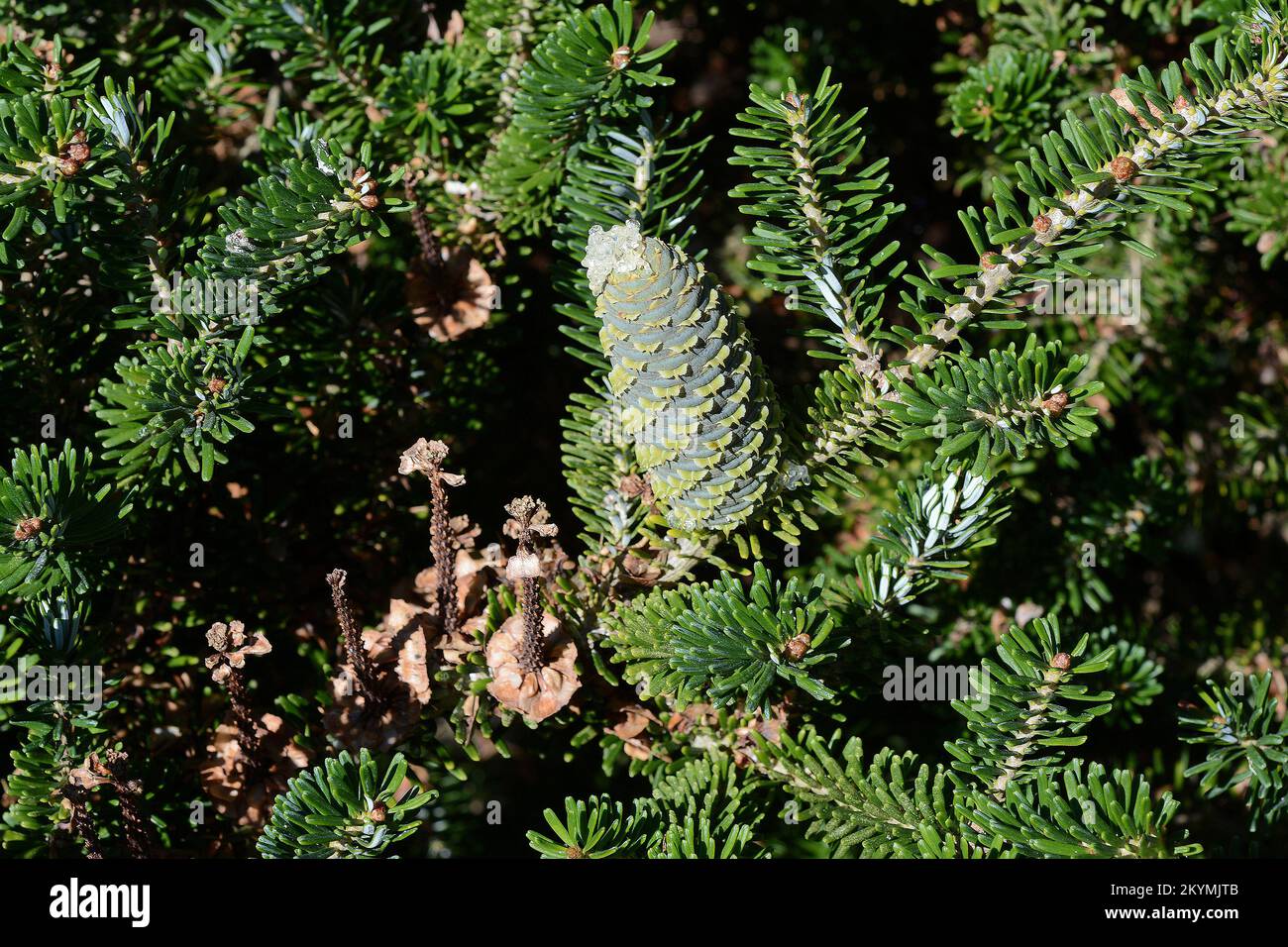 KOREAN FIR; ABIES KOREANA; MONTRANT DE LA RÉSINE; SPEEN GARDEN; BUCKS Banque D'Images