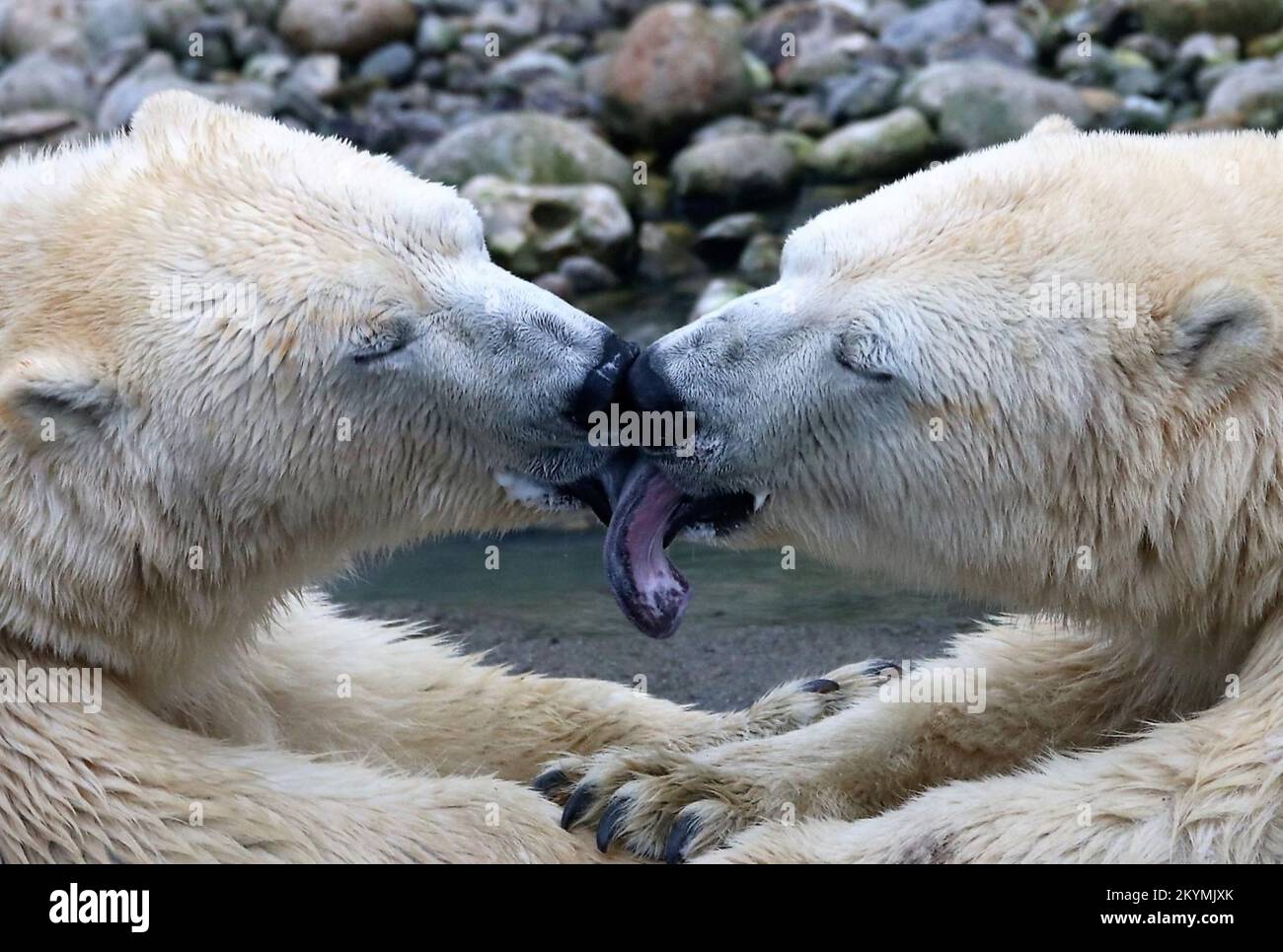 Le baiser de l'ours polaire, zoo, pairi daiza, belgique, ours, animaux — free download