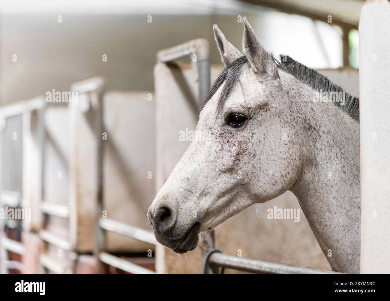 Vue latérale tête de cheval adorable obéissant avec un manteau blanc et une manne grise debout dans une écurie avec des barres métalliques dans une grange Banque D'Images