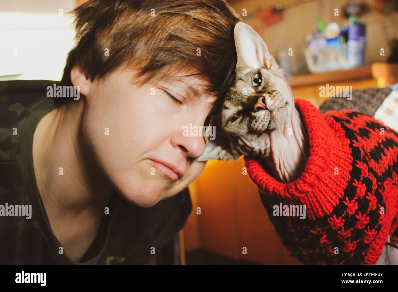 Femme aimant chat. Frottant sa tête sur la tête du chat. Race Sphynx canadienne bien-aimée. Mistress et chauve kitty dans le chandail rouge. Animal de compagnie humain - fidélité, affe Banque D'Images