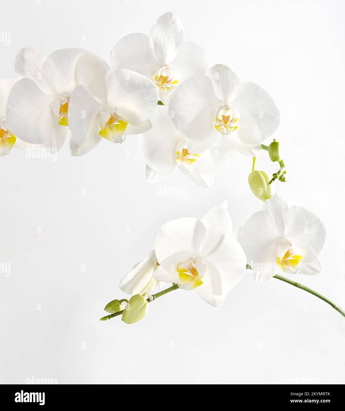 deux branches d'une belle orchidée blanche avec des bourgeons et des fleurs fleuries sur un fond blanc, isolé. Les feuilles vertes de la plante sont floues Banque D'Images