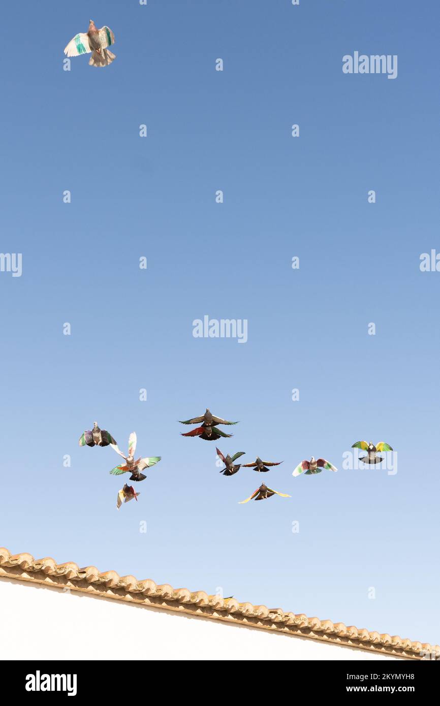 Groupe de pigeons aux ailes peintes en couleurs volant sur un mur blanc lors d'une compétition dans laquelle ils pourchassent un pigeon femelle. Table de cuisson avec pigeon Banque D'Images