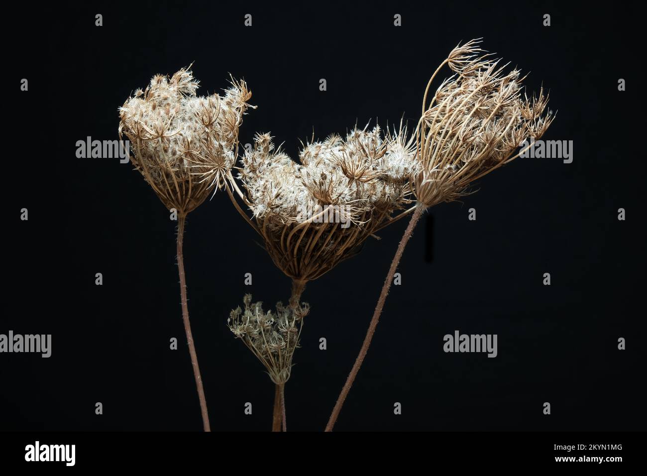 Plante séchée (Daucus carota) Banque D'Images