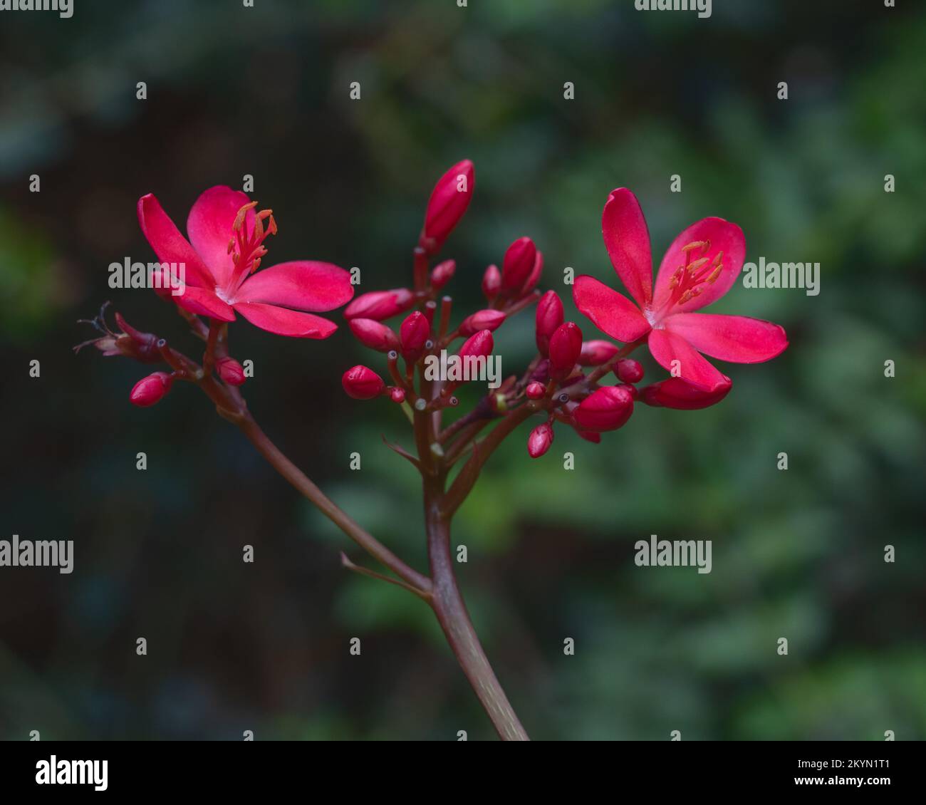 Vue rapprochée de fleurs rouges et de bourgeons de jatropha integerrima aka peregrina ou de jatropha épicé isolé à l'extérieur sur fond naturel sombre Banque D'Images