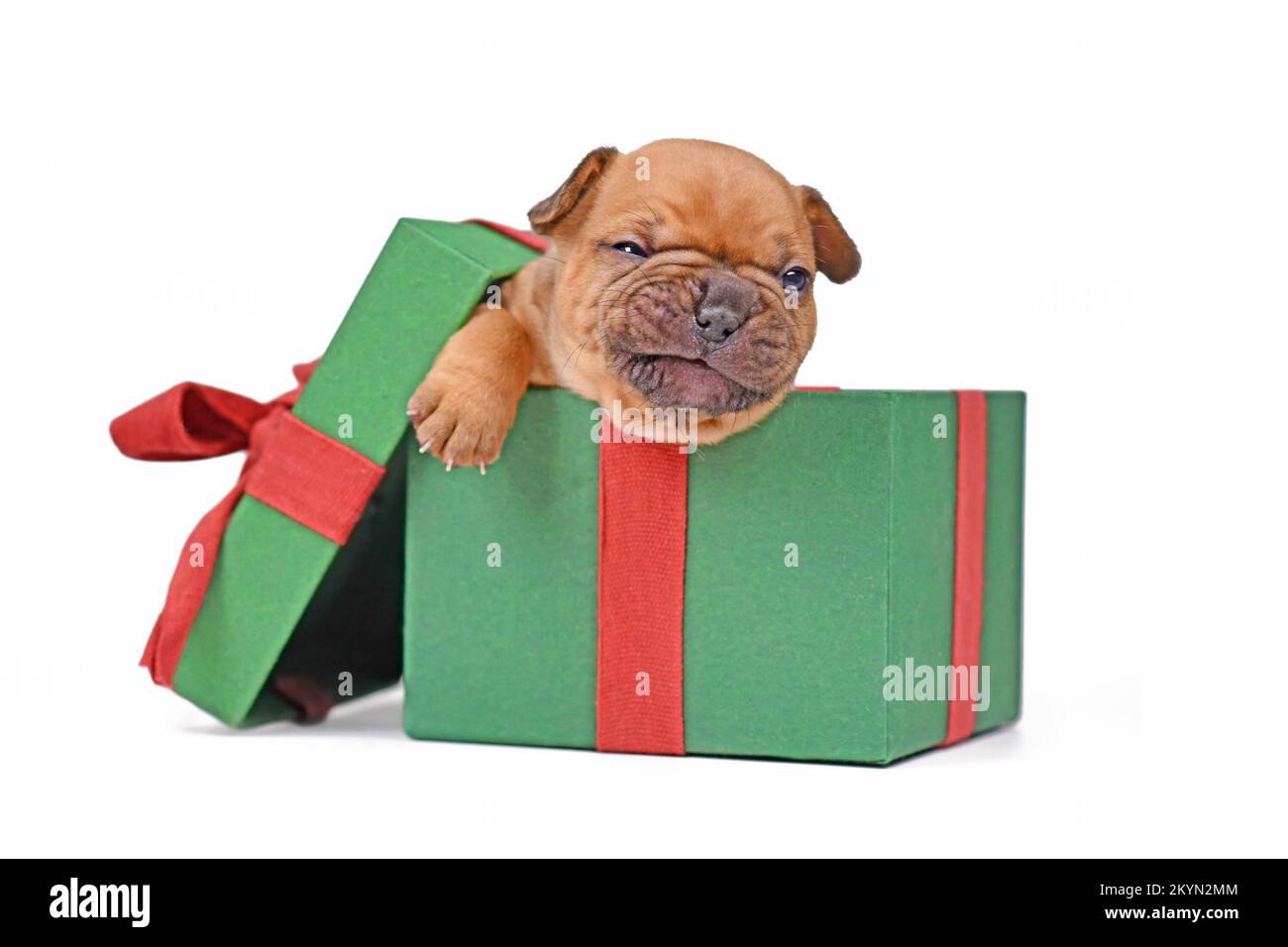 Drôle de fauve rouge chien Bulldog chiot assis dans la boîte-cadeau de Noël verte sur fond blanc Banque D'Images