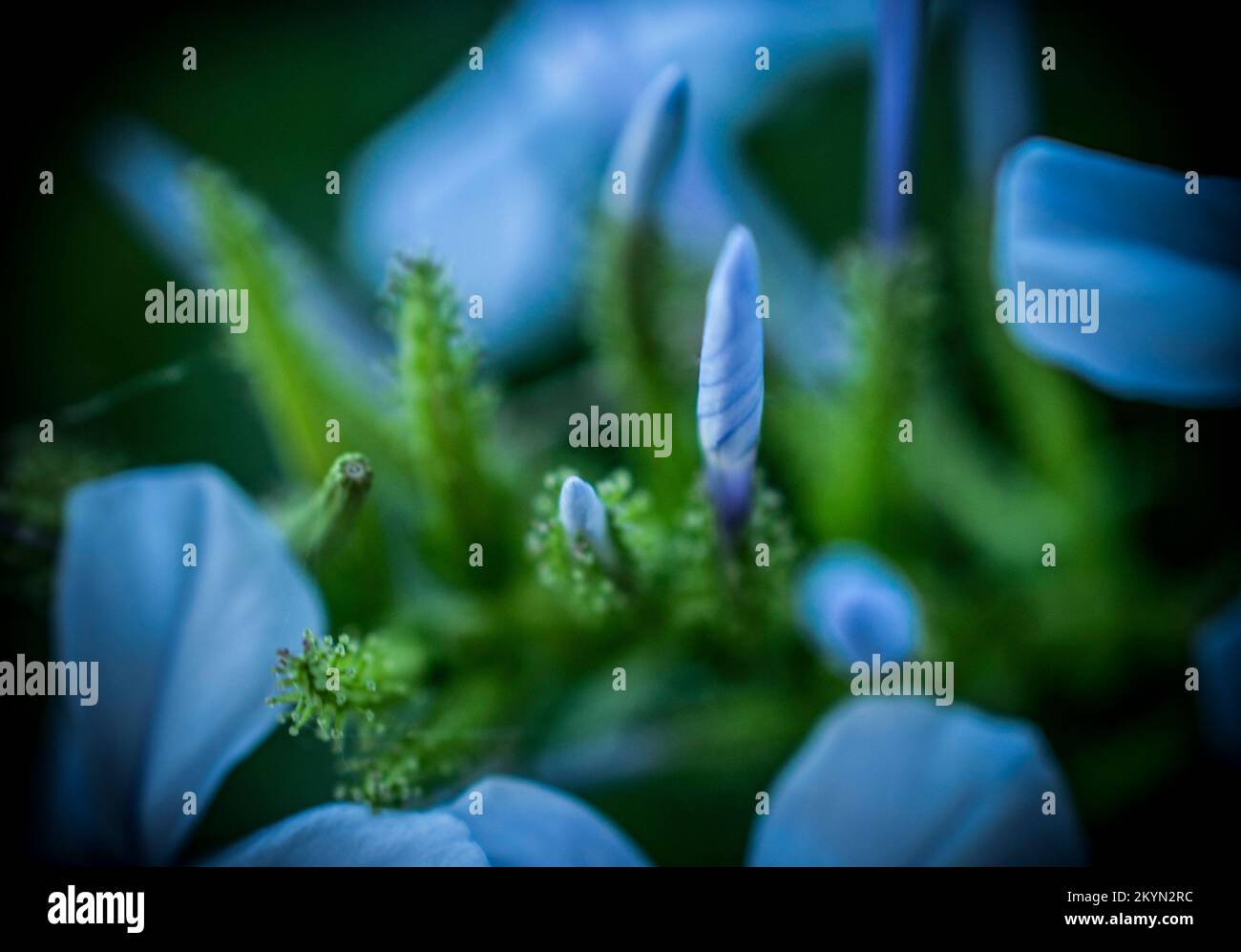 Un gros plan de fleurs bleu plumbago auriculata Banque D'Images