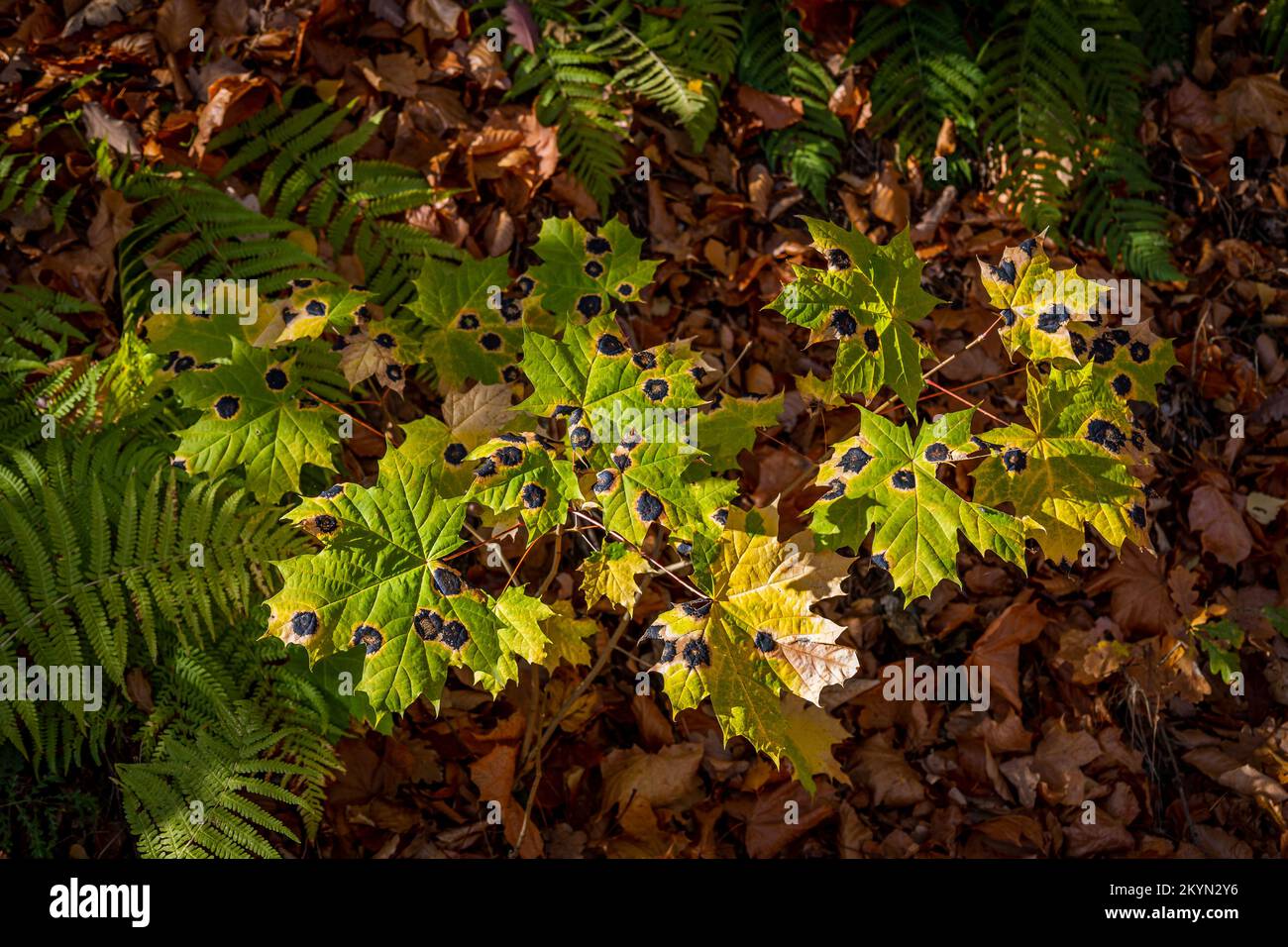 Le champignon de l'érable, qui provoque des taches noires sur les feuilles d'érable. Photo prise au parc naturel de Diemelsee, Allemagne Banque D'Images