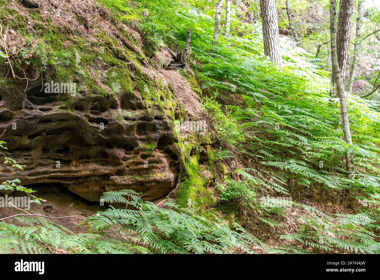 Suisse saxonne montagnes de grès de l'Elbe Banque D'Images