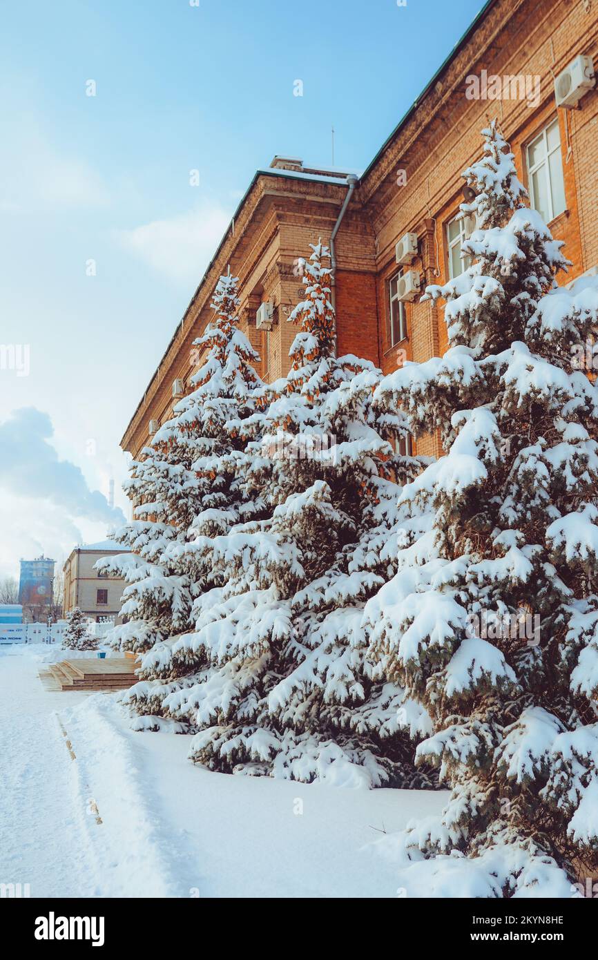 Pins dans la ville couverts de neige. Véritable fond d'hiver et de Noël Banque D'Images