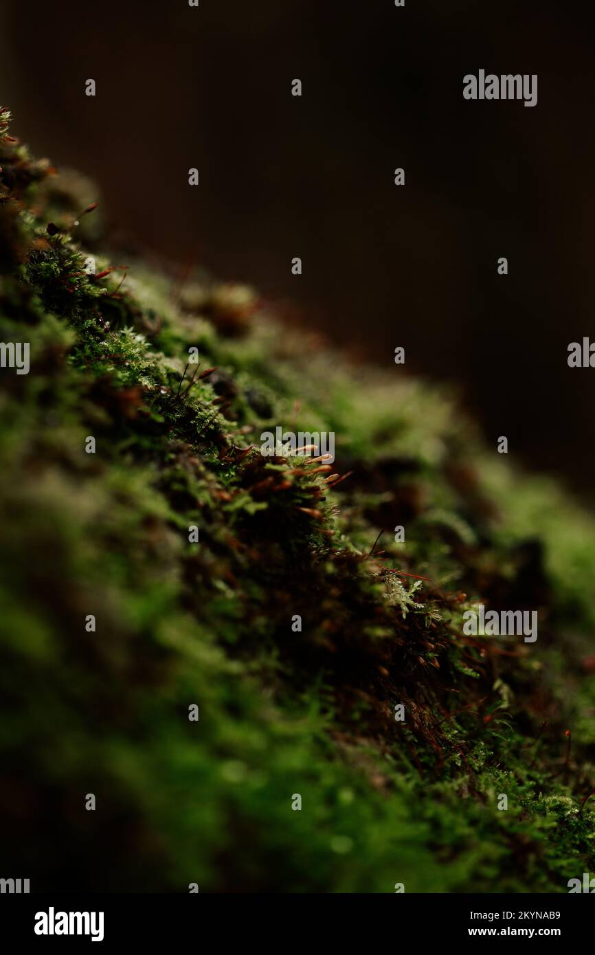 arbre sombre de moody avec texture de fond de mousse Banque D'Images