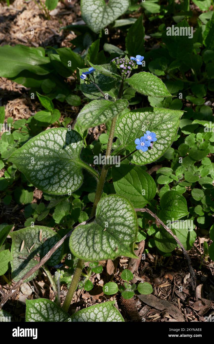 Fleurs bleues Omphalodes verna Banque D'Images