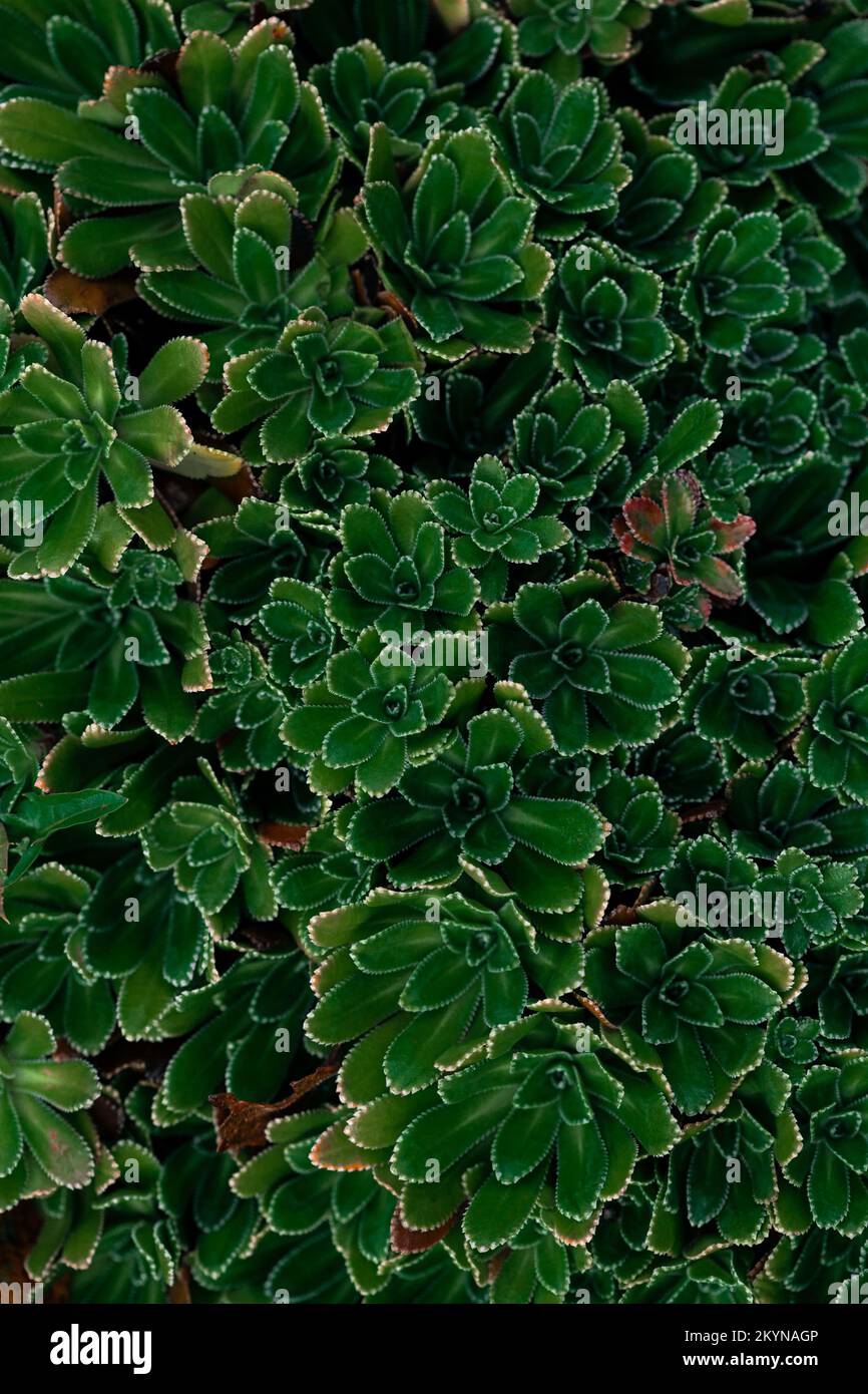 gros plan plantes succulentes, texture de fond naturelle Banque D'Images