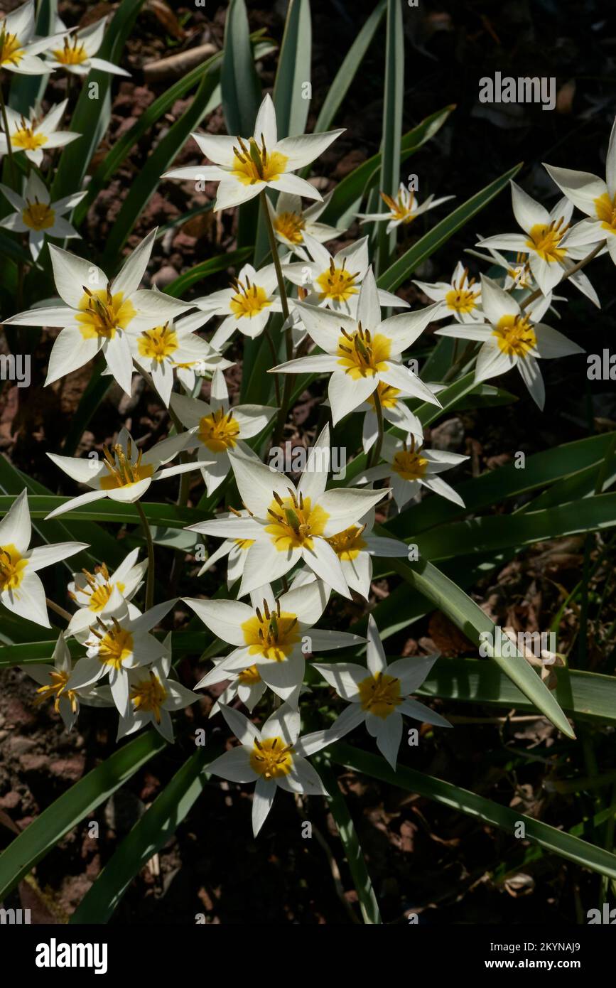 Fleurs de Tulipa umiensis jaune et blanc Banque D'Images