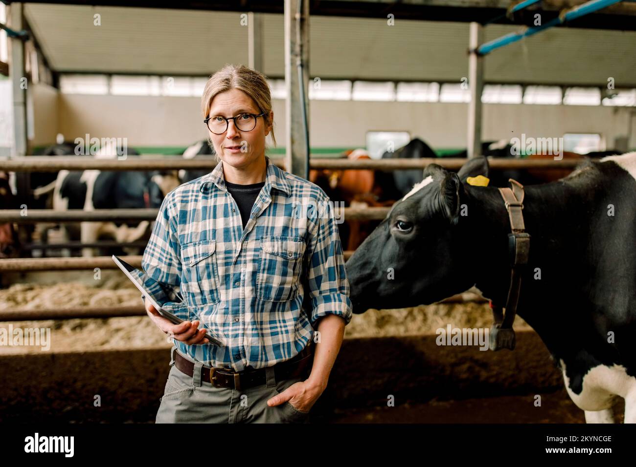 Agricultrice avec PC tablette debout à la vache à la ferme de bétail Banque D'Images