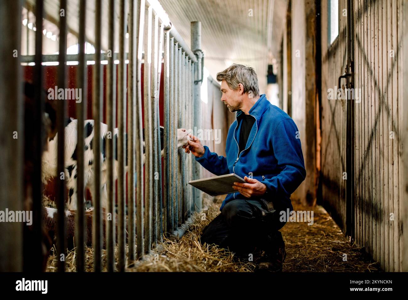 Agriculteur avec PC tablette examinant le veau à la ferme laitière Banque D'Images